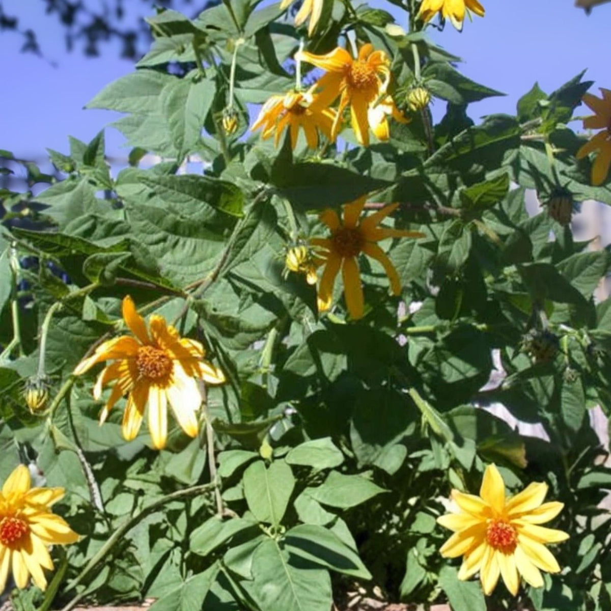 Red Organic Jerusalem Artichoke Tubers 5 Pack Medium/Small Helianthus tuberosus for Planting