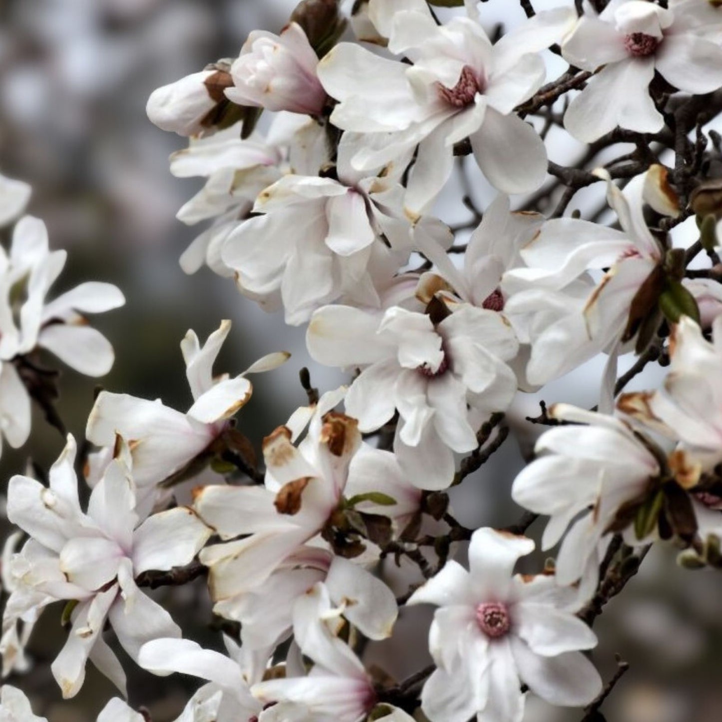Merrill Magnolia Live Plant - Bare Root, White Flowers, Magnolia x loebneri 'Merrill'