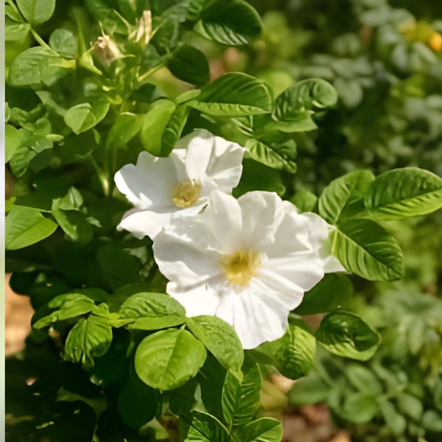 White Rose Bush Seeds - Rosa Rugosa Alba Flowering Shrub for Garden - 30+ Seeds - US Free Shipping