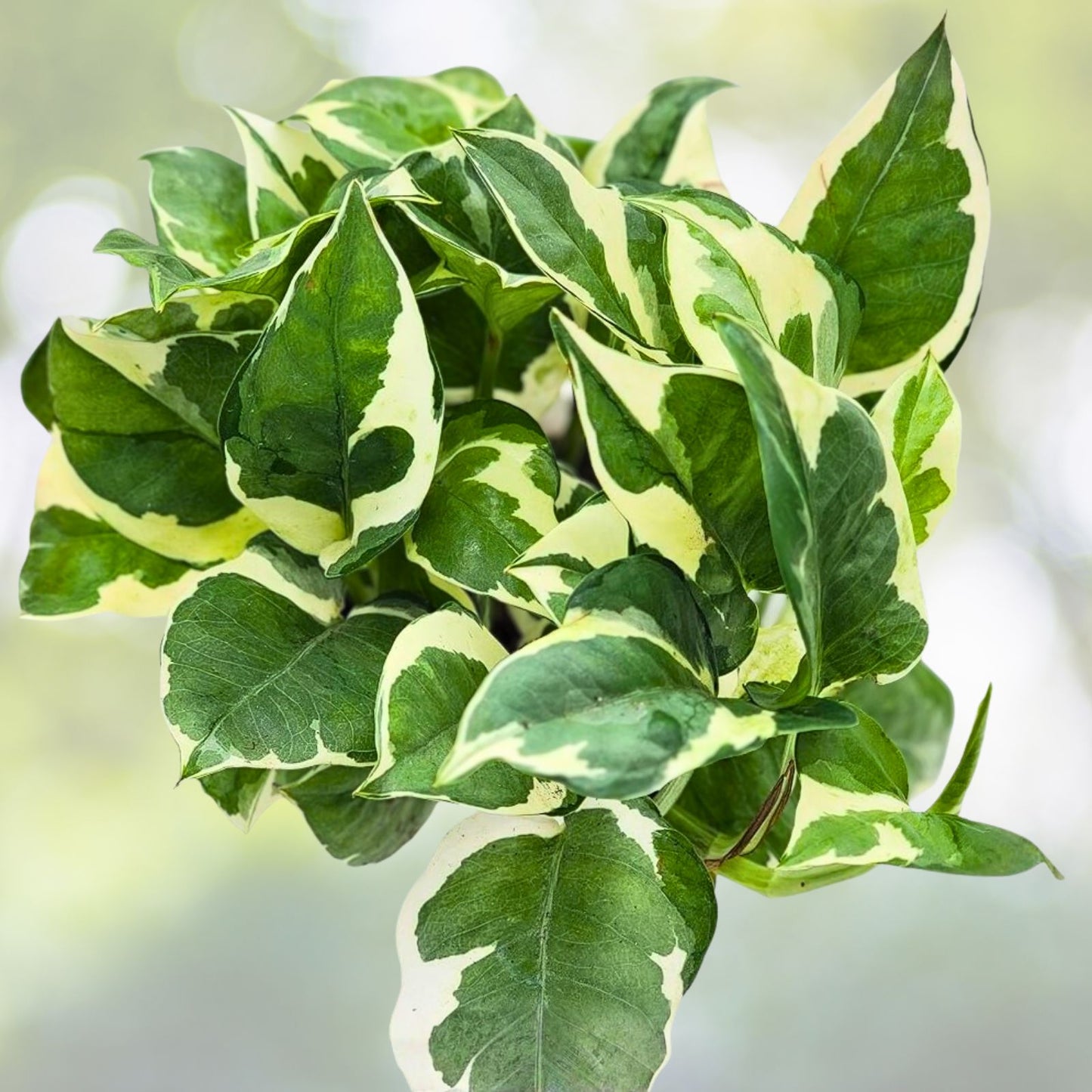 3-Well Rooted Plants Set - Marble Queen, N'Joy, Golden Pathos - Epipremnum aureum Varieties in 3 Inch Pots