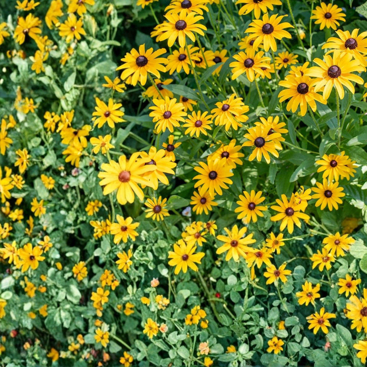 Rudbeckia Seeds 125+ Rustic Tangerine Black-Eyed Susan Annual Flower Seeds Garden Rudbeckia hirta