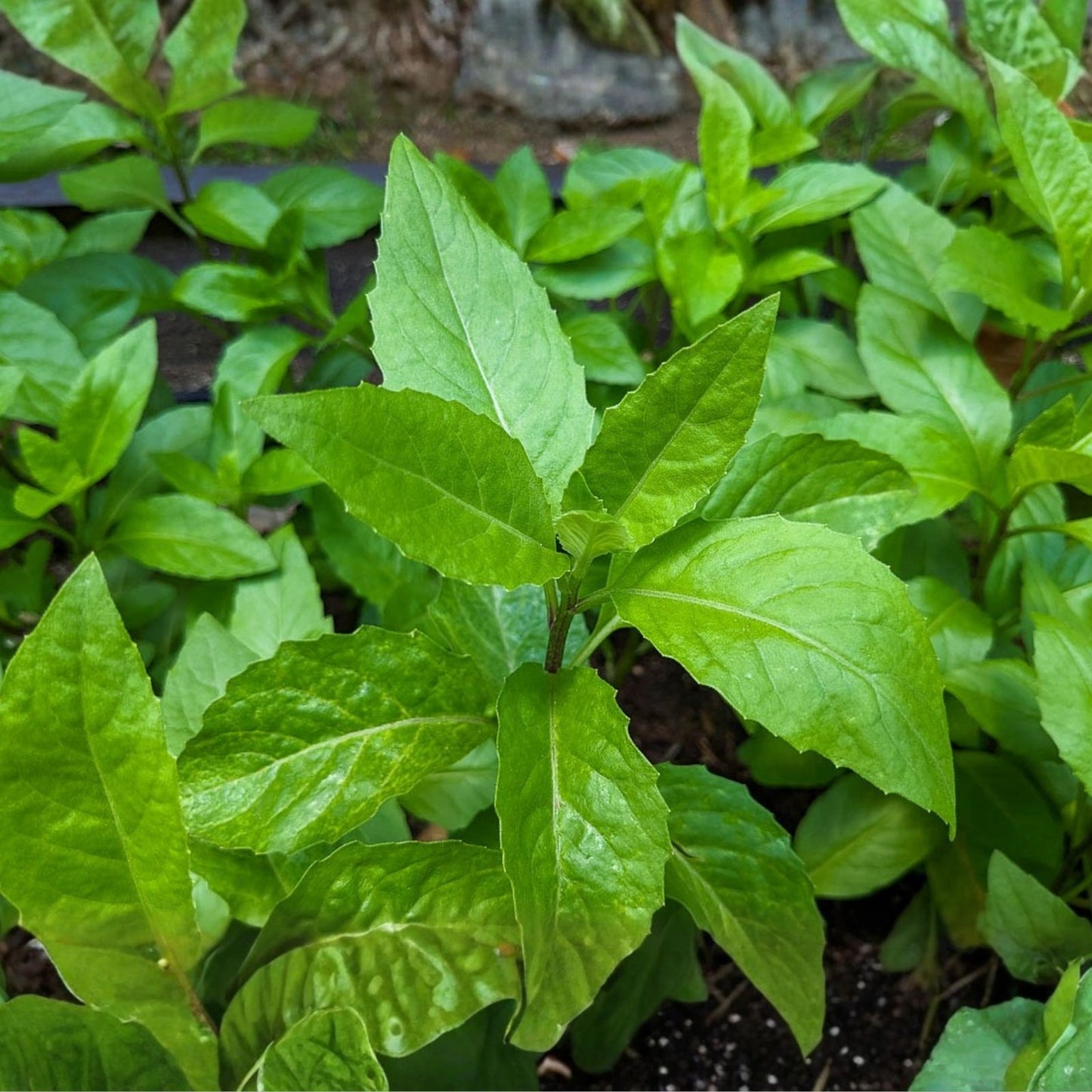 Longevity Spinach Cuttings - 4 Fresh Unrooted Gynura procumbens Edible Greens, 5-6 Inches Long, Healthy Living Plantlets