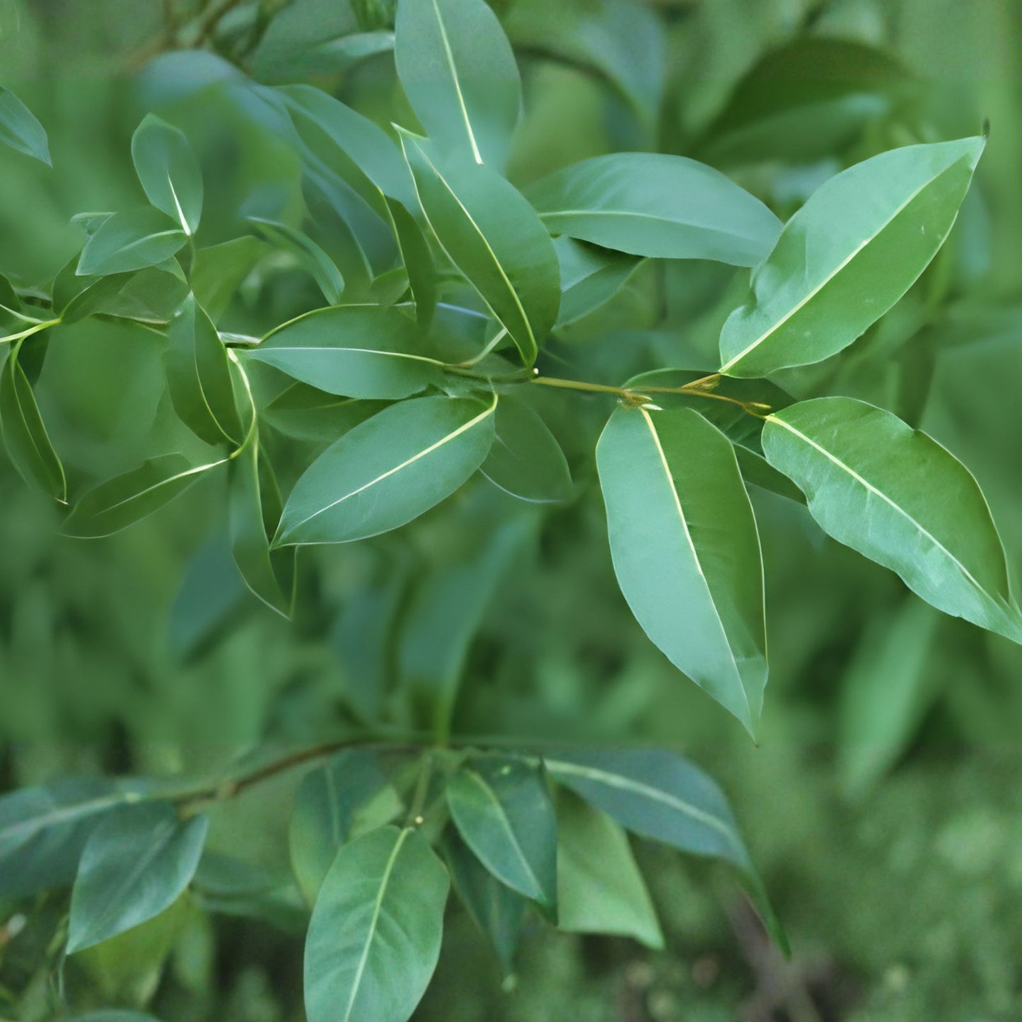 Bay Leaf Willow Cuttings 4 Pack Salix pentandra Live Plant Propagation Bare Root Starter Tree