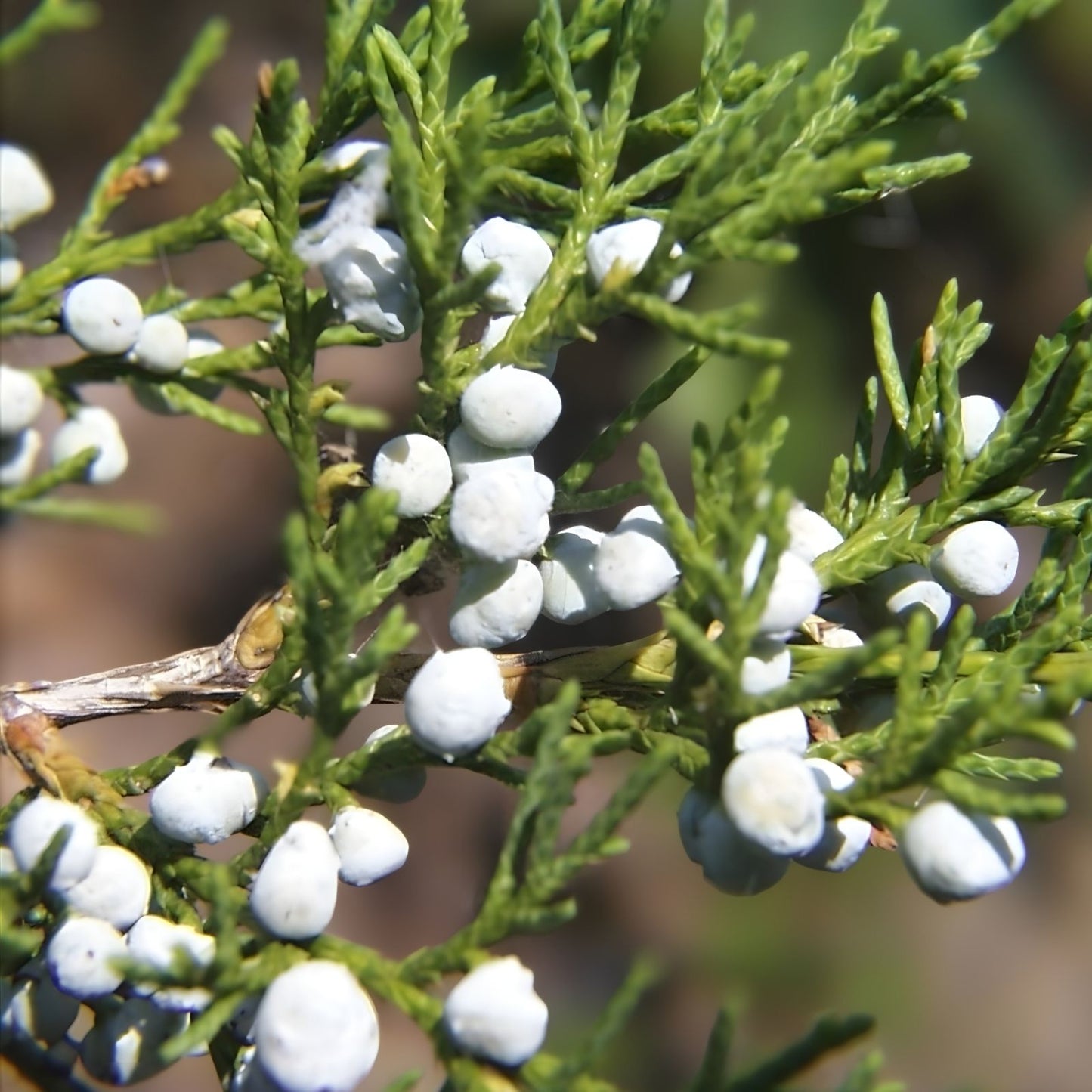 Eastern Red Cedar Tree Seeds - 25+ Juniperus virginiana Native Landscaping Wildlife Plant