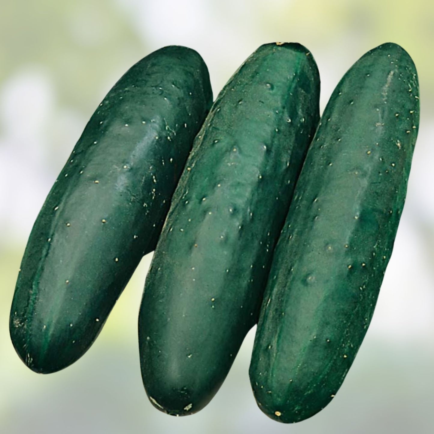 Slicer Cucumber Seeds 50 Pack Marketmore Variety Cucumis sativus for Home Gardening