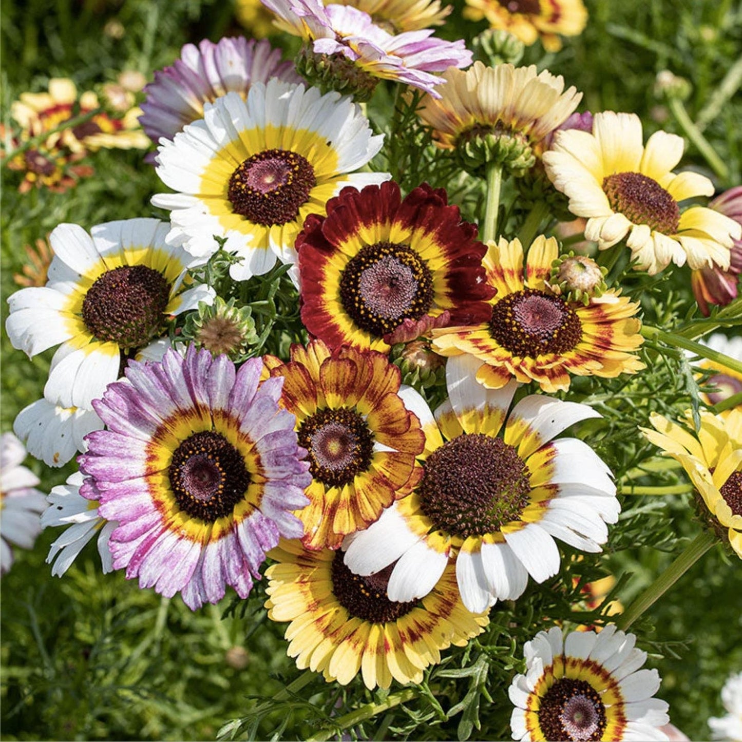 Painted Daisy Flower Seeds 100 Count - Chrysanthemum carinatum - Bright Pink Flowering Plant Seeds for Garden