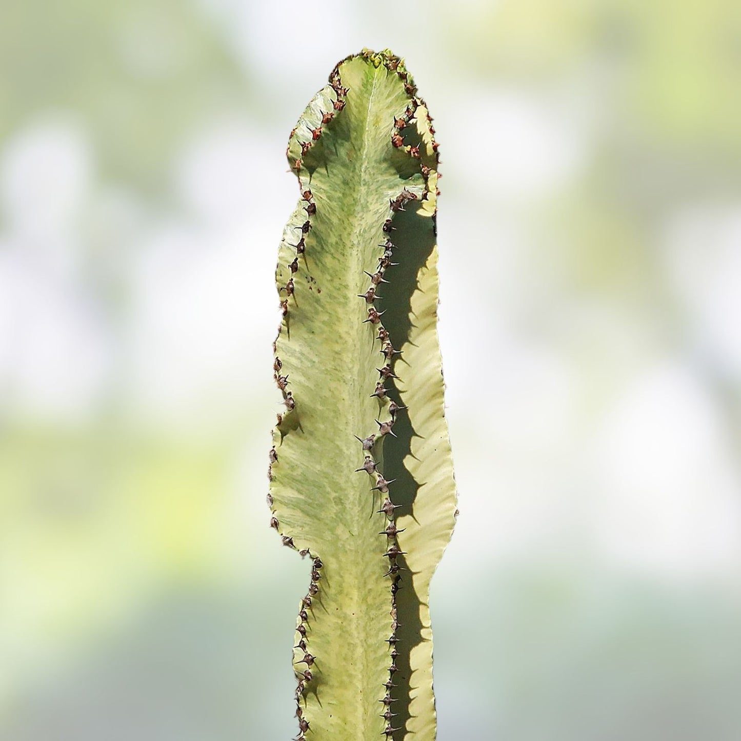 Variegated Euphorbia Ammak African Candelabra Cutting, 16-inch Succulent Plant for Home Decor