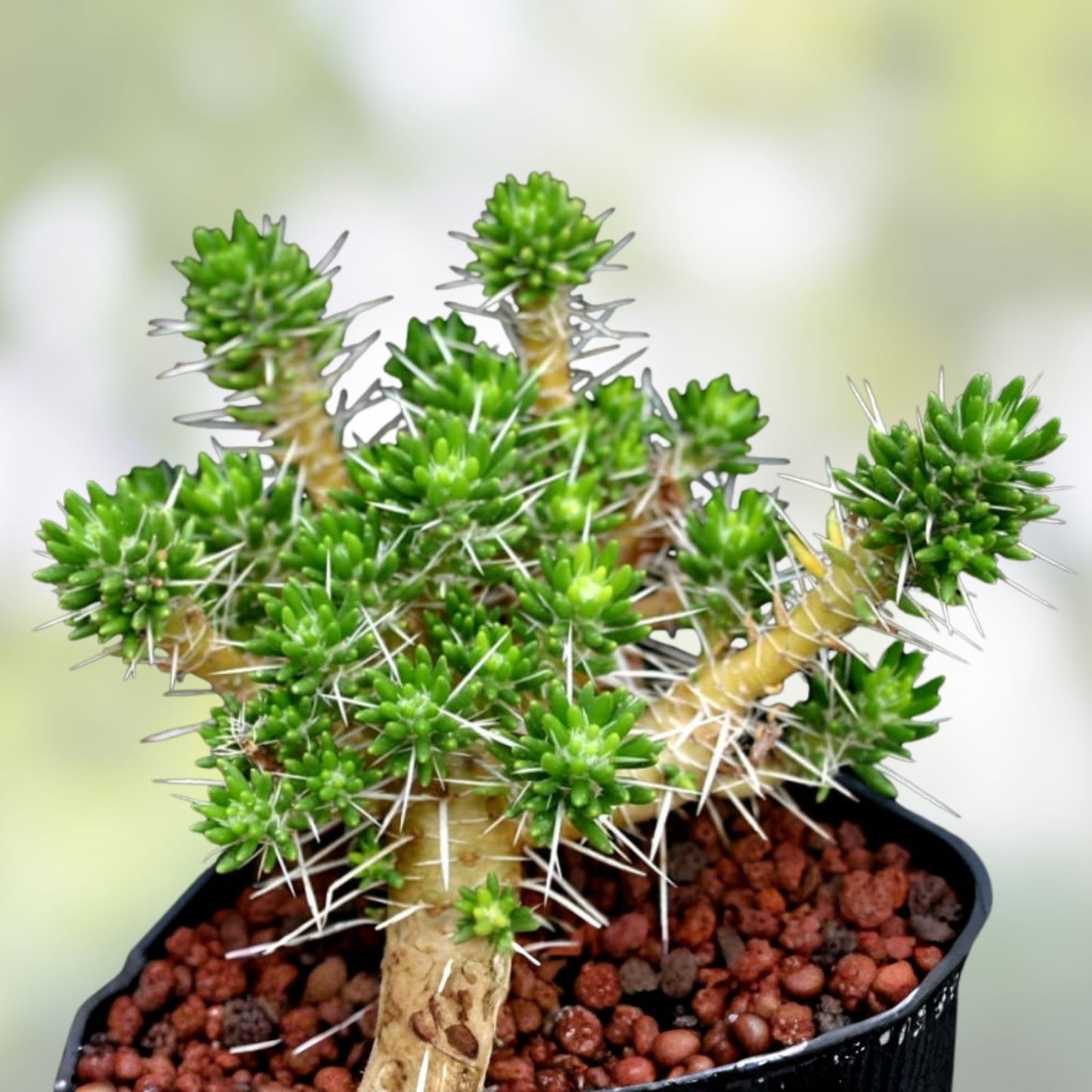 Maihuenia poeppigii Cactus Plant - Live Succulent Green Drought Tolerant Indoor Outdoor Decor