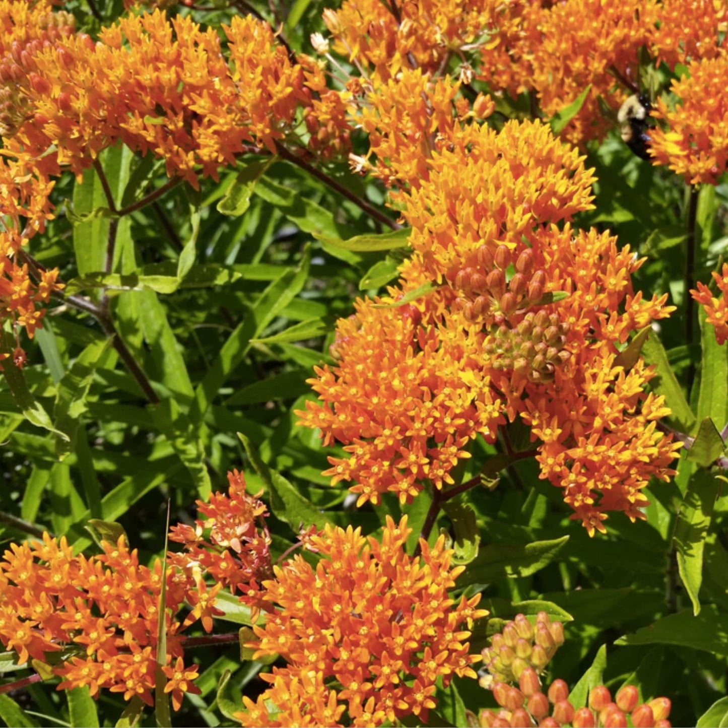 Butterfly Milkweed Seeds Asclepias tuberosa 100 Count Native Wildflower Planting Seeds for Garden, Pollinator, Butterfly, Native Plant