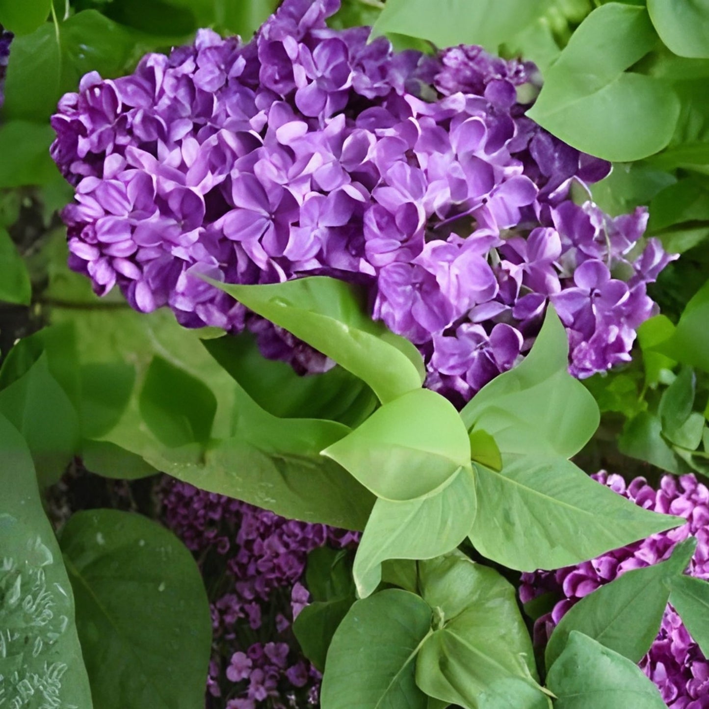 Congo Lilac Starter Plant 4-8” Well Rooted Syringa Vulgaris Fragrant Flowering Shrub for Gardens