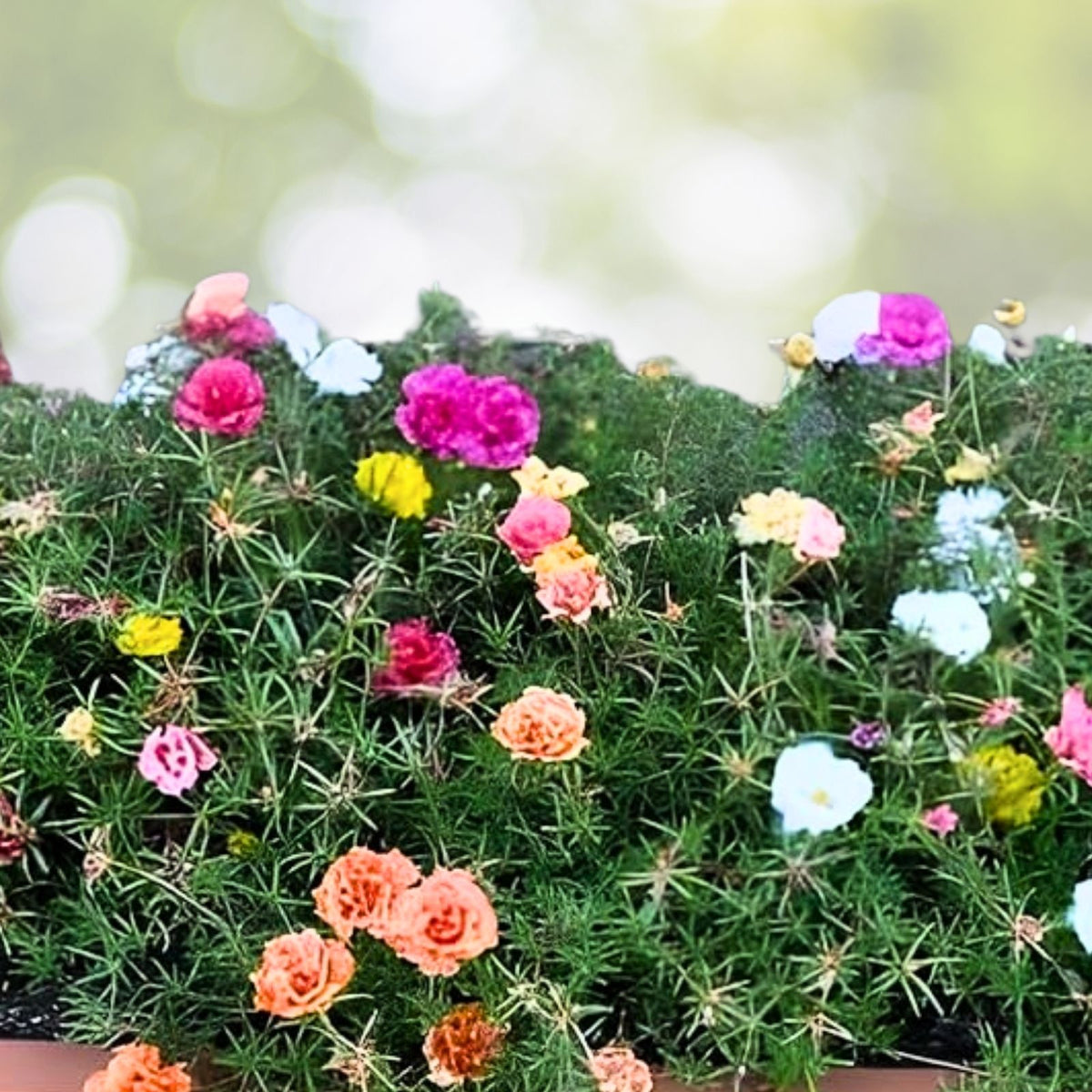 Jumbo Portulaca Cuttings 5 Unrooted Magenta Orange Splash Succulent Plant Portulaca grandiflora 'Samba'