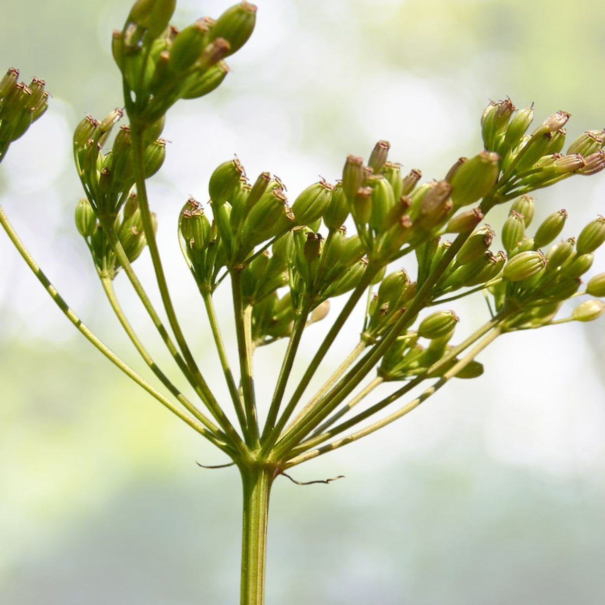 Caraway Seeds | Heirloom NON-GMO | Fresh Garden Seeds | Carum carvi - Organic Culinary Herb Seeds for Cooking and Baking