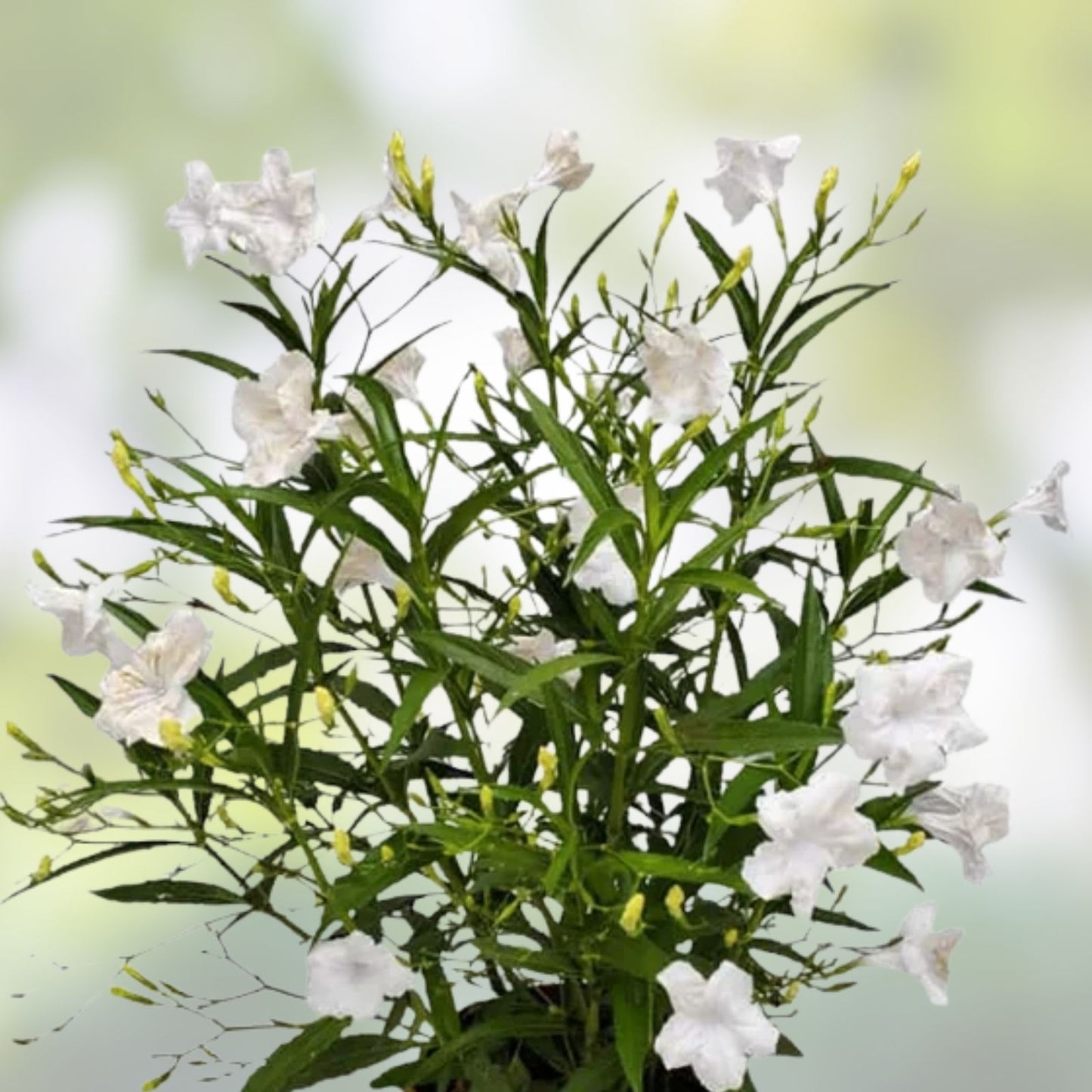 White Mexican Petunia Cuttings 6-8 Inches Live Ruellia Tuberosa RARE No Roots Garden Plant