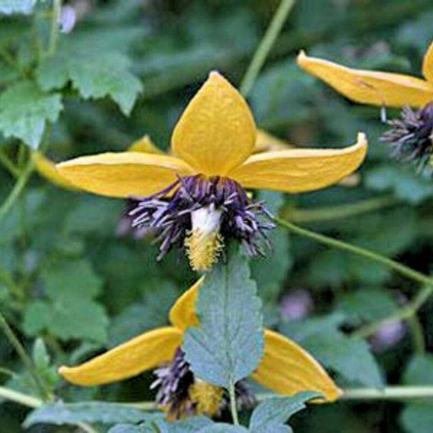 Clematis Seeds for Planting - Golden Variety 30 Seeds - Clematis tangutica - Ornamental Flowering Vine Seeds
