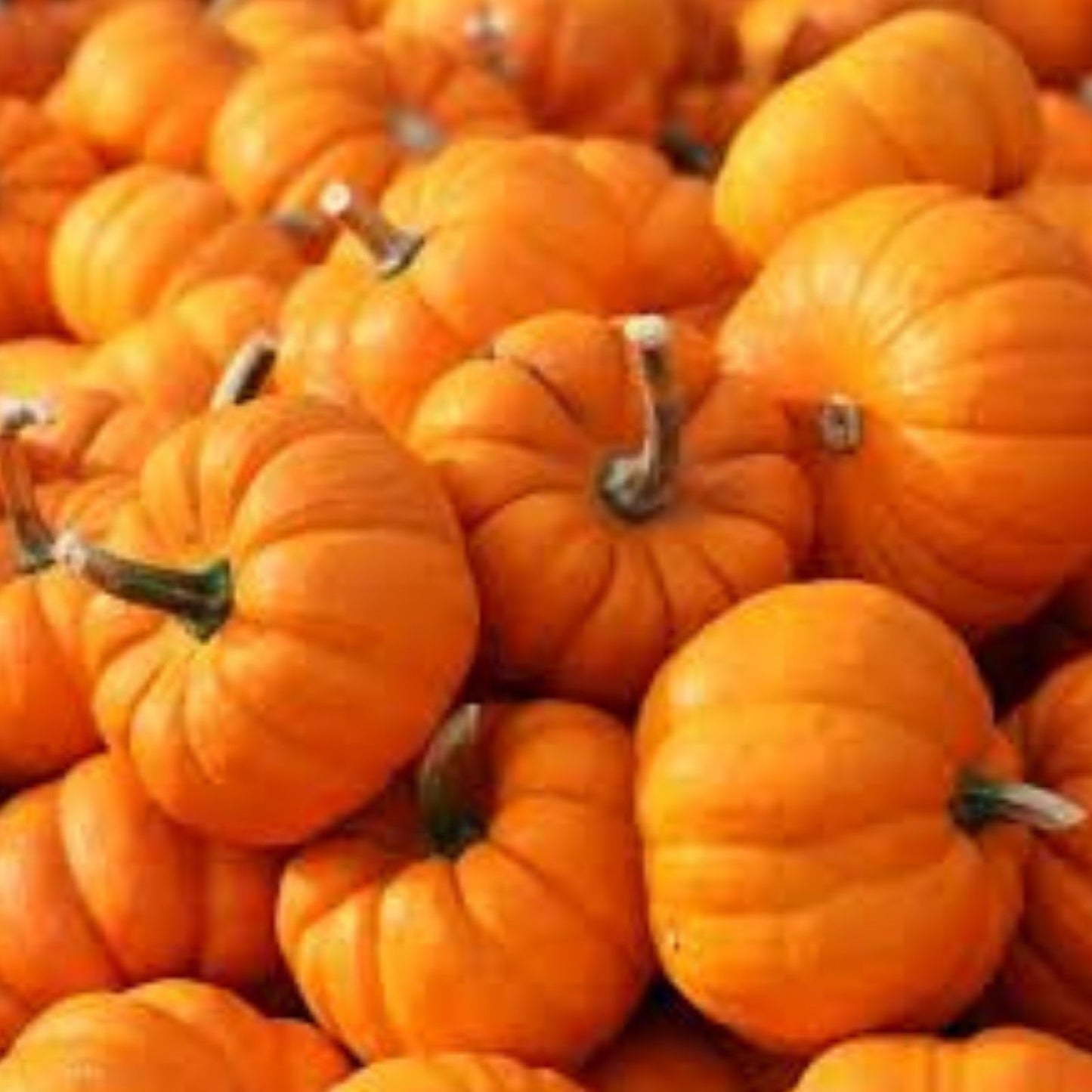 Libby Pumpkin Seeds 20 Count Edible Snack Seeds Elongated Brown/Orange Cucurbita pepo