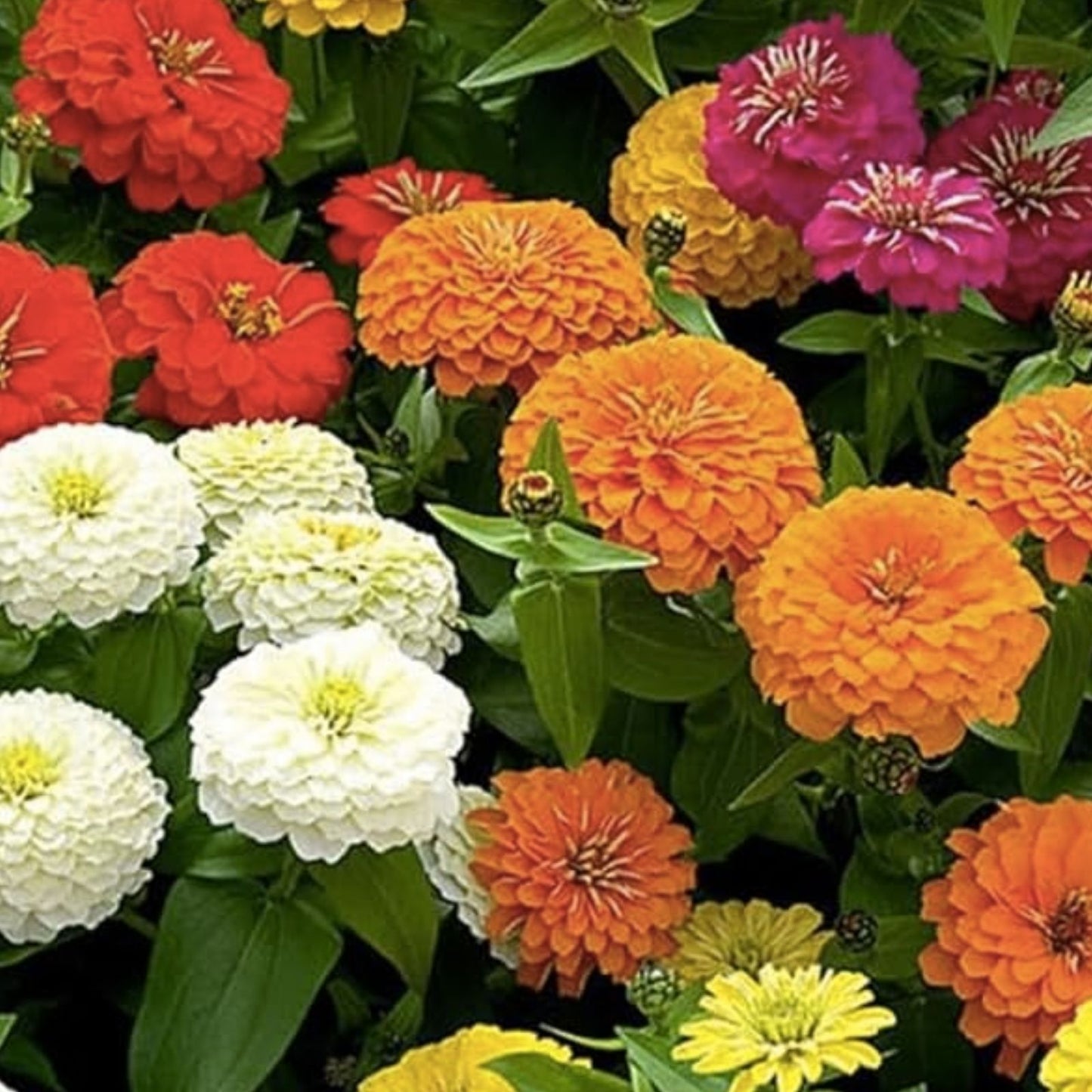 California Giant Zinnia Seeds - 200 Organic Seeds - Colorful Blossoms - Zinnia elegans - USA Grown, Ships Free