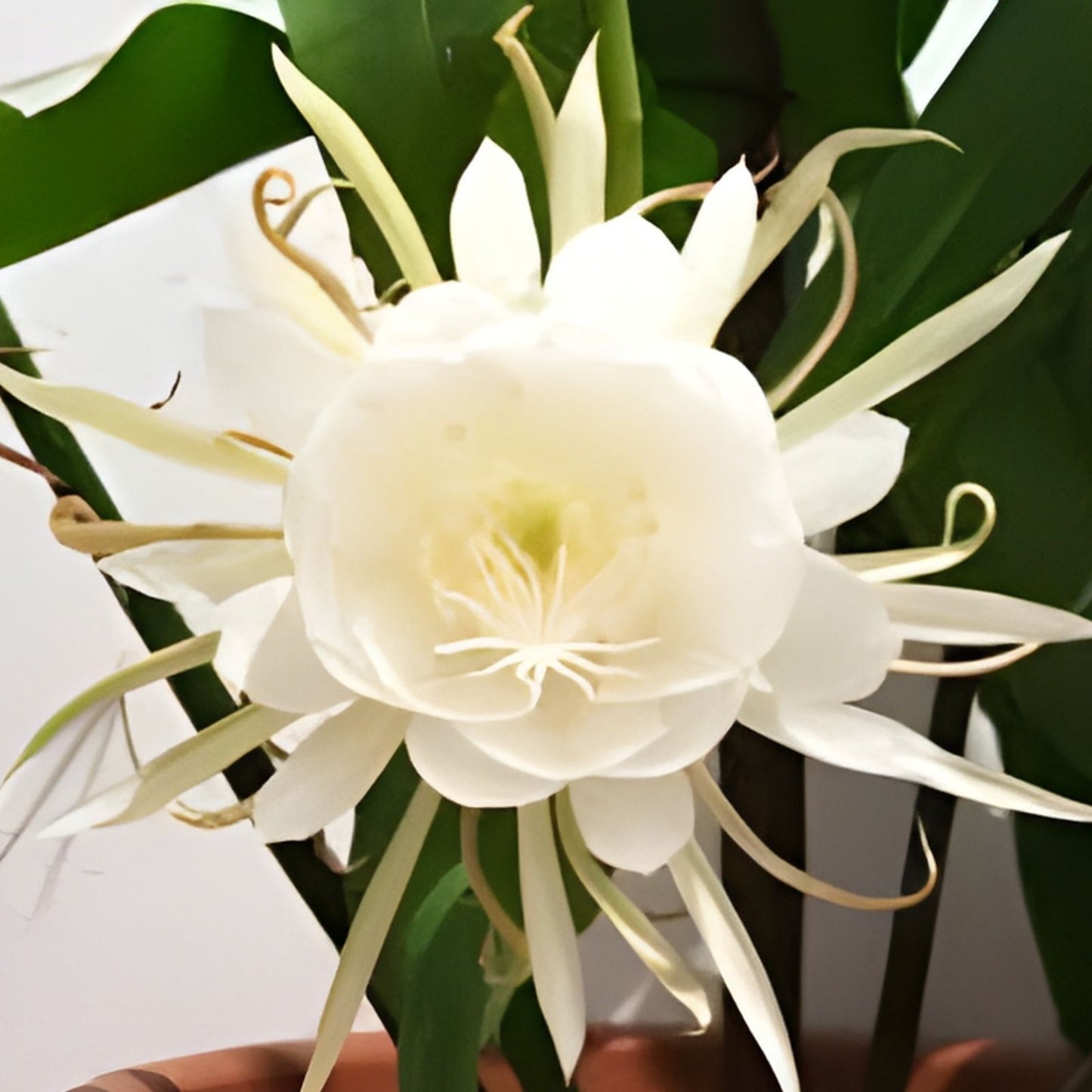 Epiphyllum Oxypetalum Plant - Queen of the Night Orchid Cactus - Live Indoor Houseplant - Unique Cactus Variety