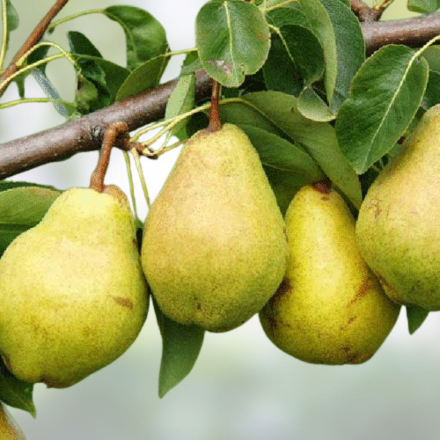 Warren Pear Tree Cuttings Scions – Rooting Grafting, Delicious Fruit, Great Producer, Pyrus communis