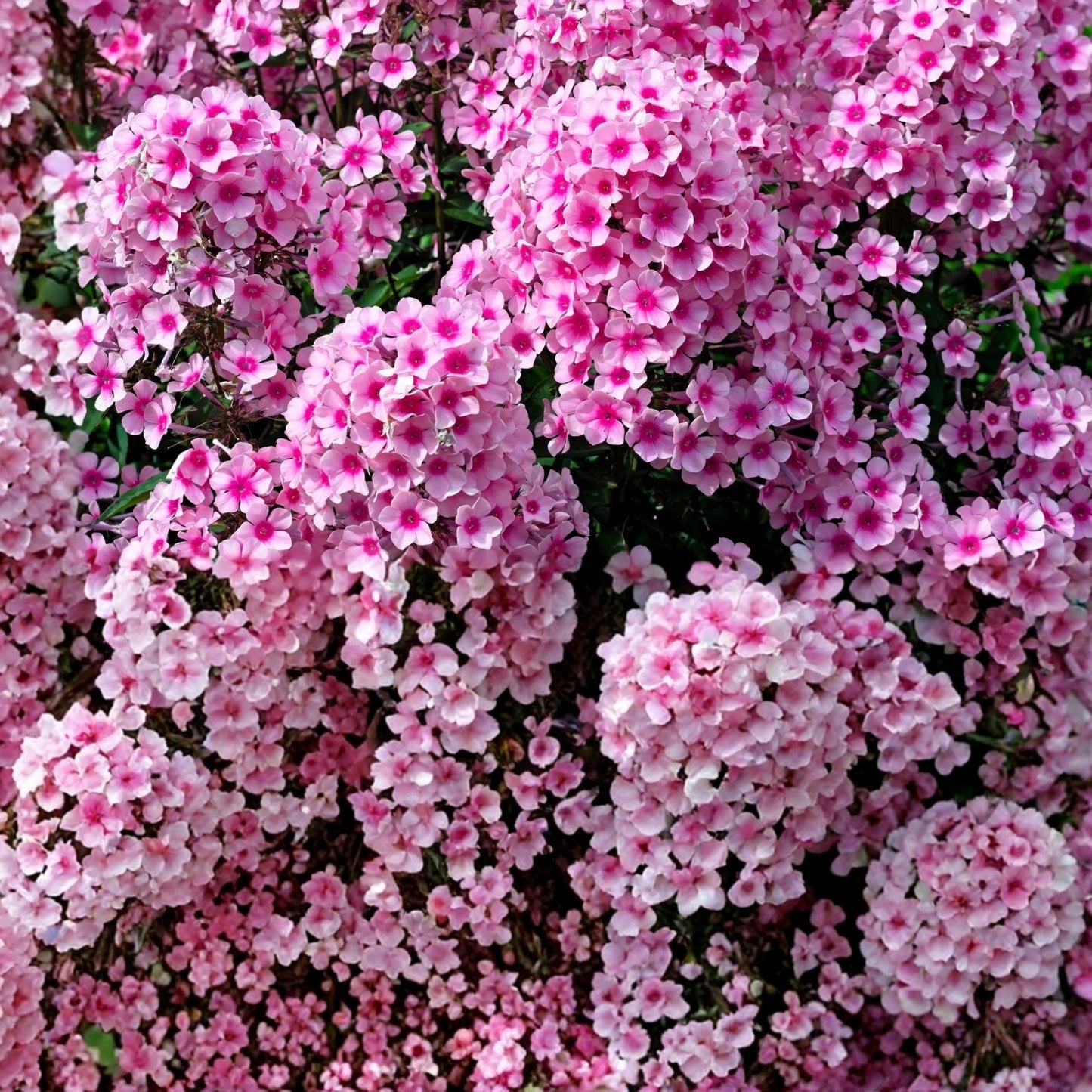 Phlox Seeds 125 Count Strawberry Peach Annual Flower Garden Seeds Phlox paniculata
