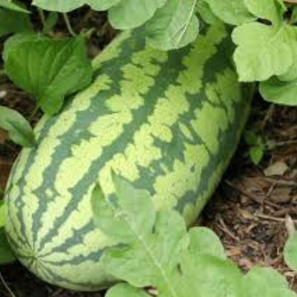 Organic Congo Watermelon Seeds 40 Count, Citrullus lanatus, USA Grown, Heirloom Variety