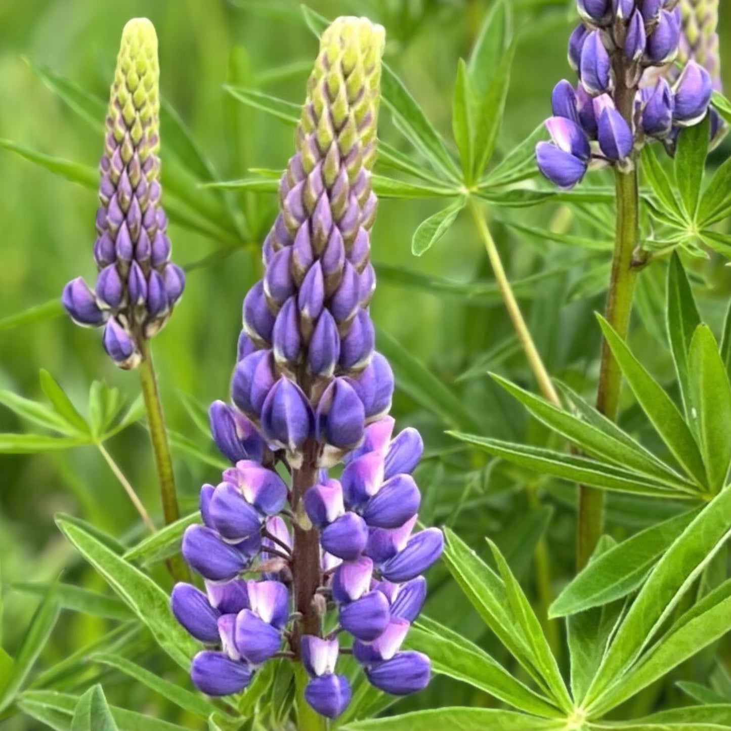 Arroyo Lupine Plant 25+ Purple Flowers Perennial Lupinus succulentus for Gardens and Landscapes