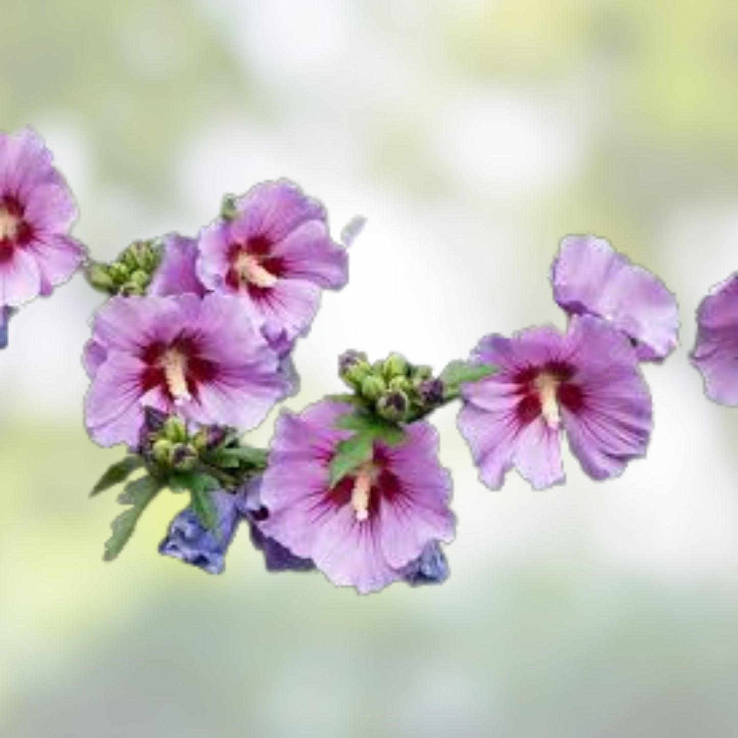 Rose of Sharon Plants - 12-24" Mixed Colors Hibiscus syriacus Hardy Shrubs for Zones 5-9