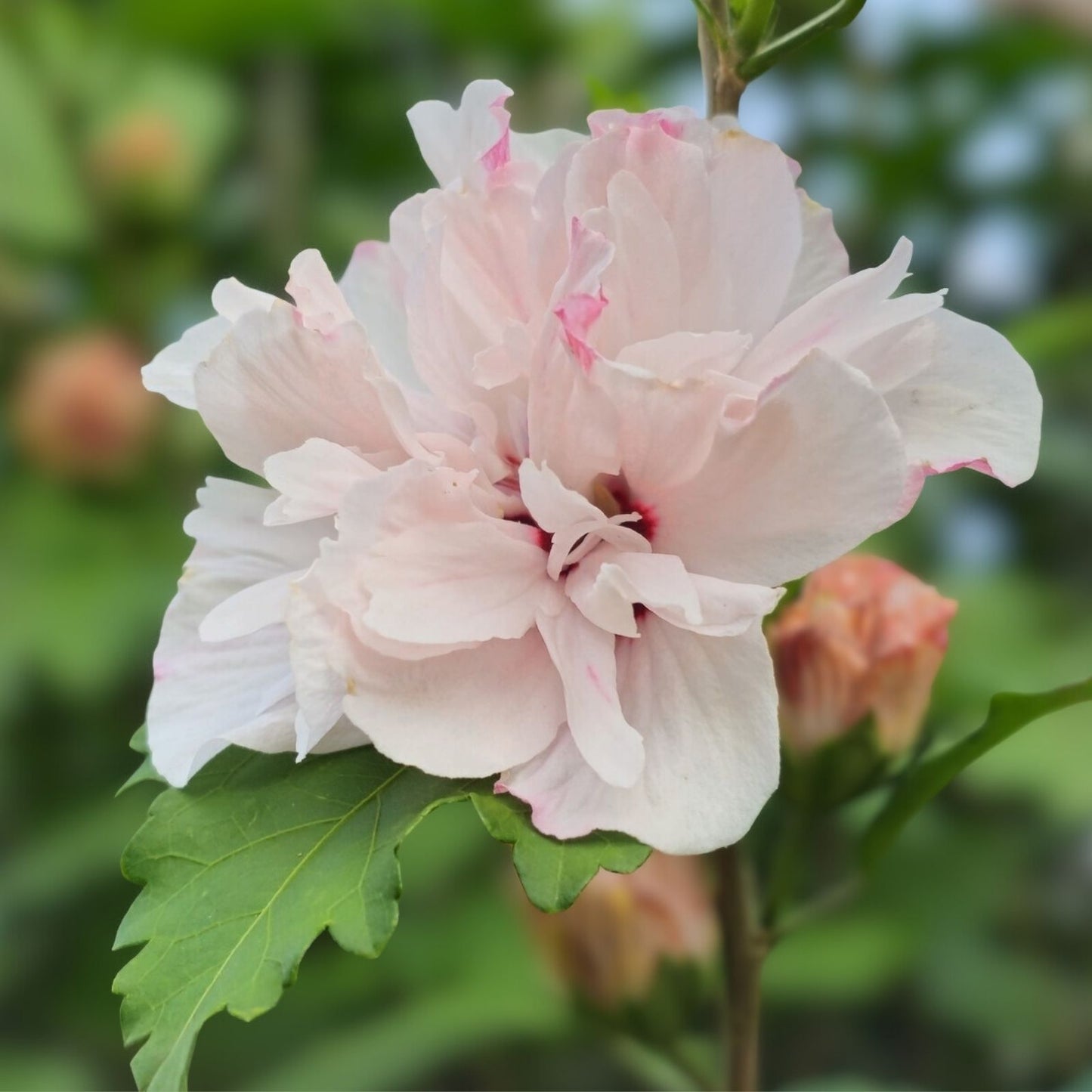 Rose-of-Sharon Cuttings Blushing Bride Pink Stem Branches Hibiscus syriacus Bush Shrub Tree