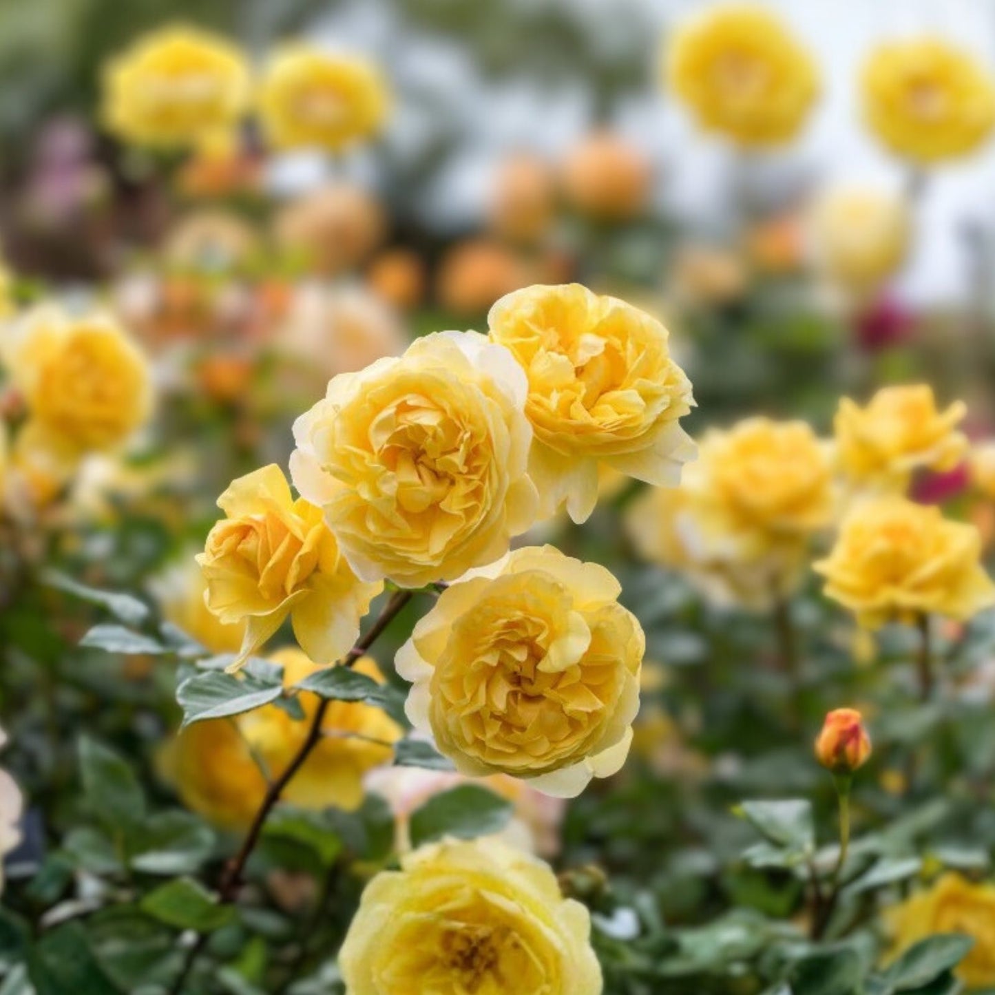 Orange Yellow Rose Bush 1-2 ft 'Arizona' AARS 1975 Winner Rosa spp. Hardy Landscape Plant for Gardens and Landscaping