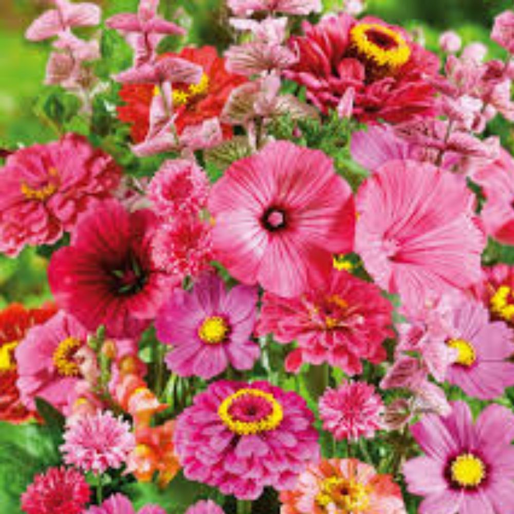 Pink Wildflower Seed Mix 200 Seeds Organic USA Native Wildflower Blend for Pollinators and Gardens