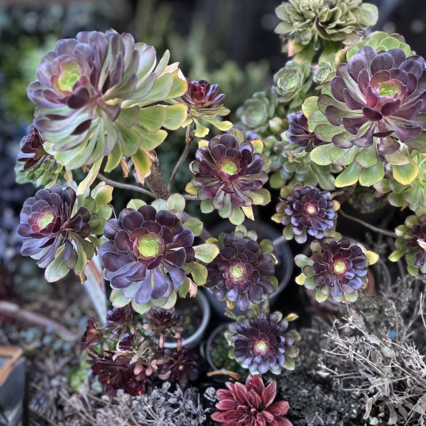 Black Rose Aeonium Arboreum Zwartkop Succulent Cuttings – 5 Plants, Unique Gift for Plant Lovers