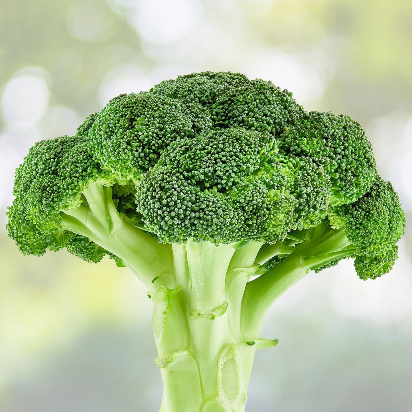 Heirloom Broccoli Seeds 25+ Waltham 29 Brassica oleracea Non-GMO Vegetable Seeds for Gardening