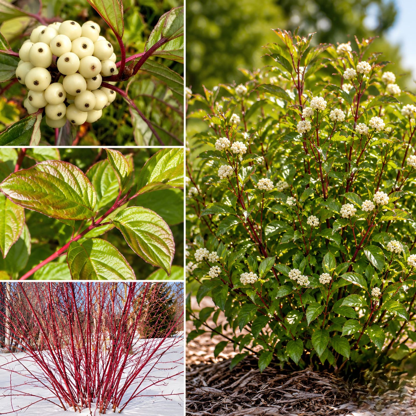 Siberian Dogwood Seeds 50 Pack - Cornus alba Tatarian Dogwood Hardy Perennial Planting Seeds