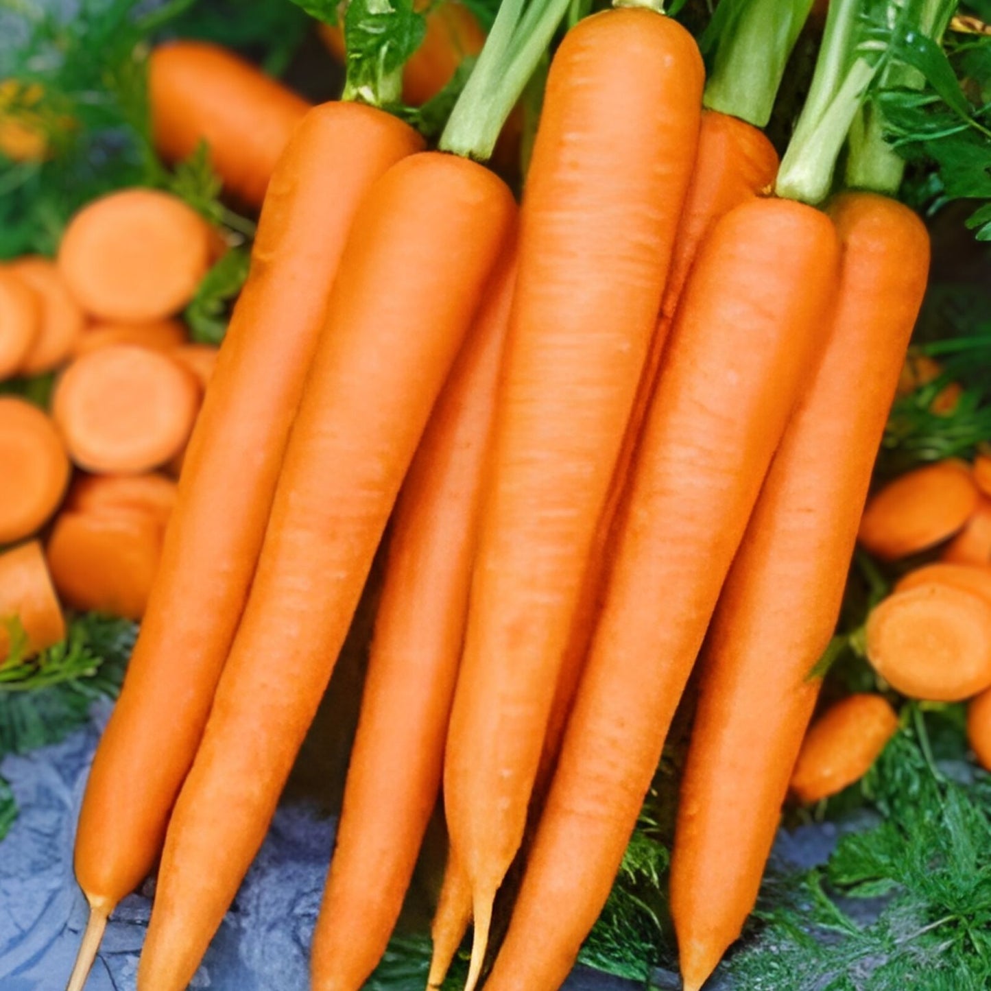 Heirloom Carrot Seeds Danvers Half Long Variety 50+ Seeds for Salads Daucus carota