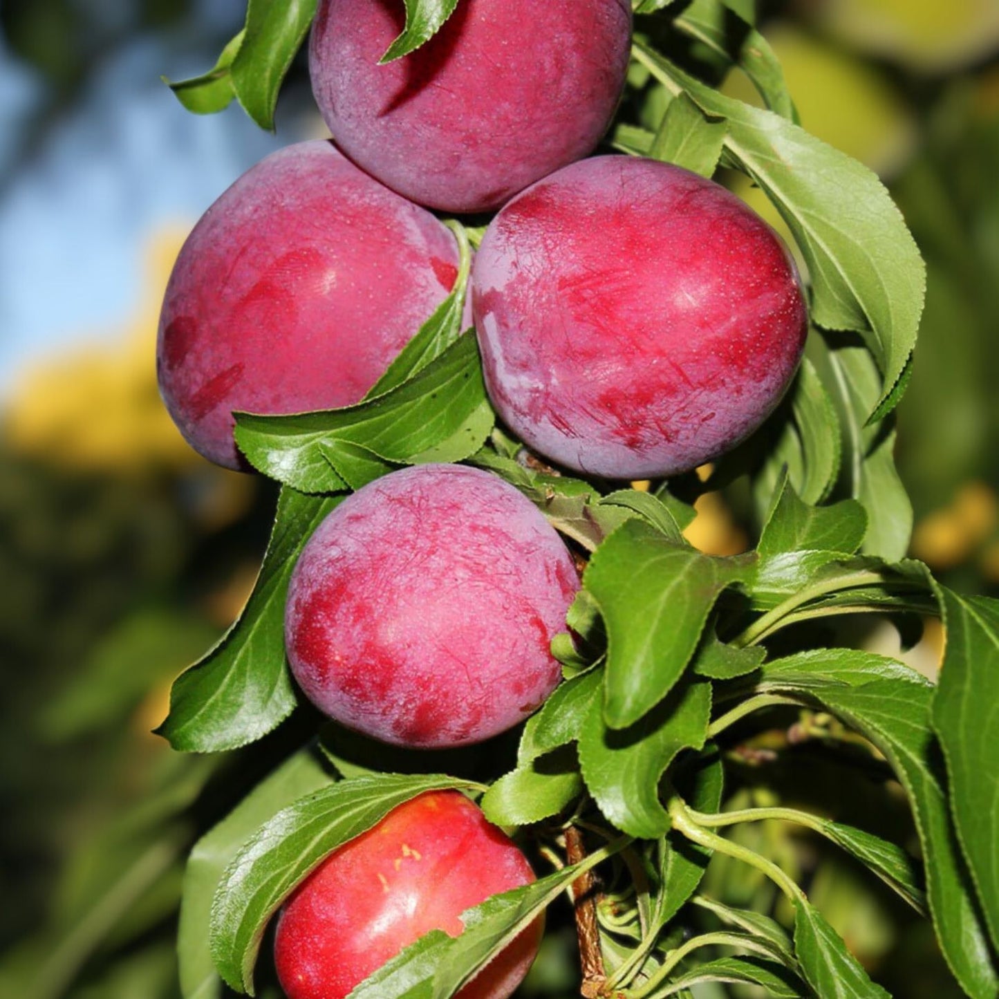 Fresh Cuttings Santa Rosa Plum Tree - Sweet Fruit, Hardy Prunus salicina, No Roots, Care Instructions