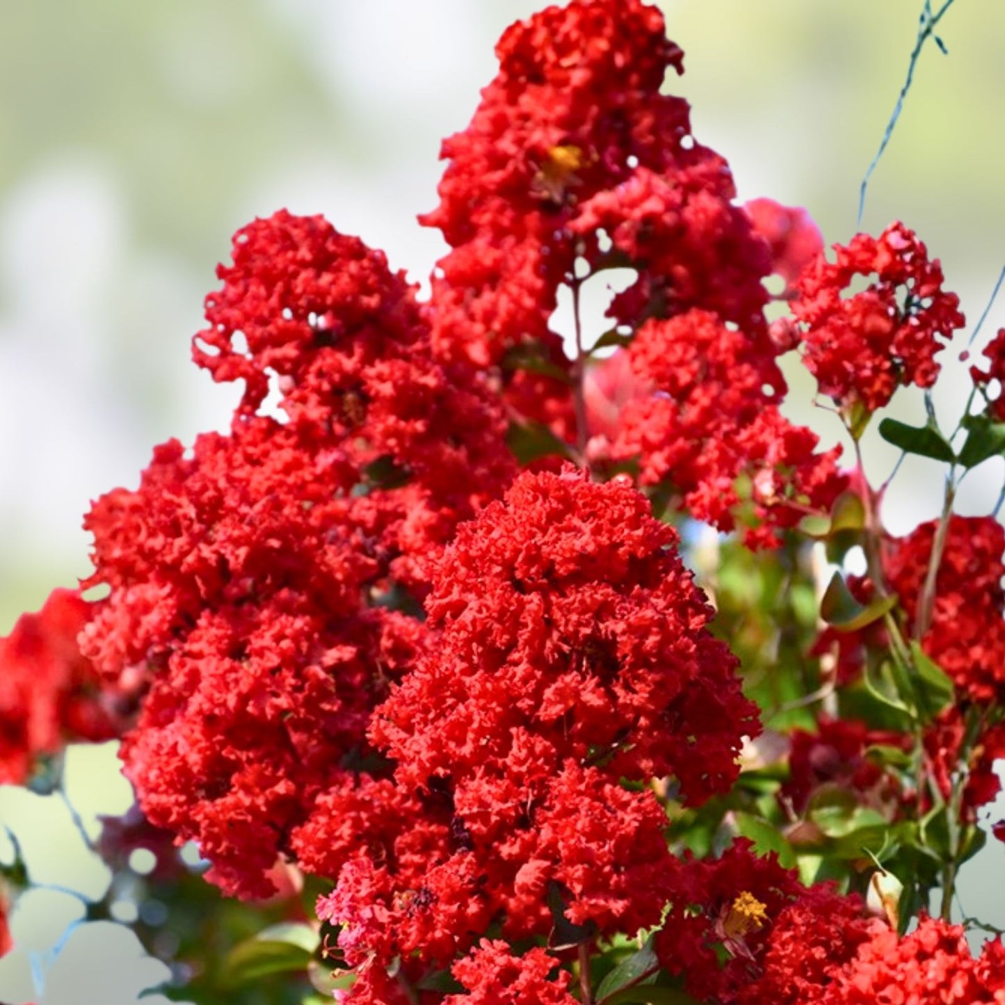 Dynamite Crape Myrtle Live Plant 16" Lagerstroemia indica 'Whit II' Red Flowers Ornamental Shrub for Garden