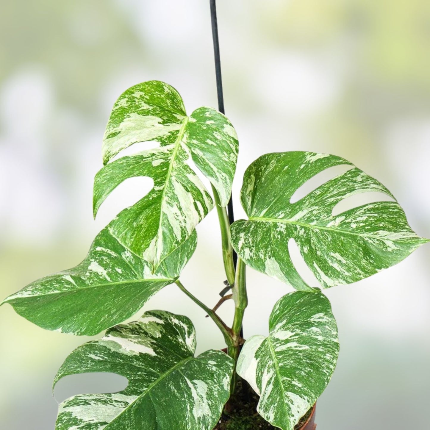 Monstera Albo Variegated Cutting - RARE Lightly Rooted Monstera Deliciosa Variegata Plant