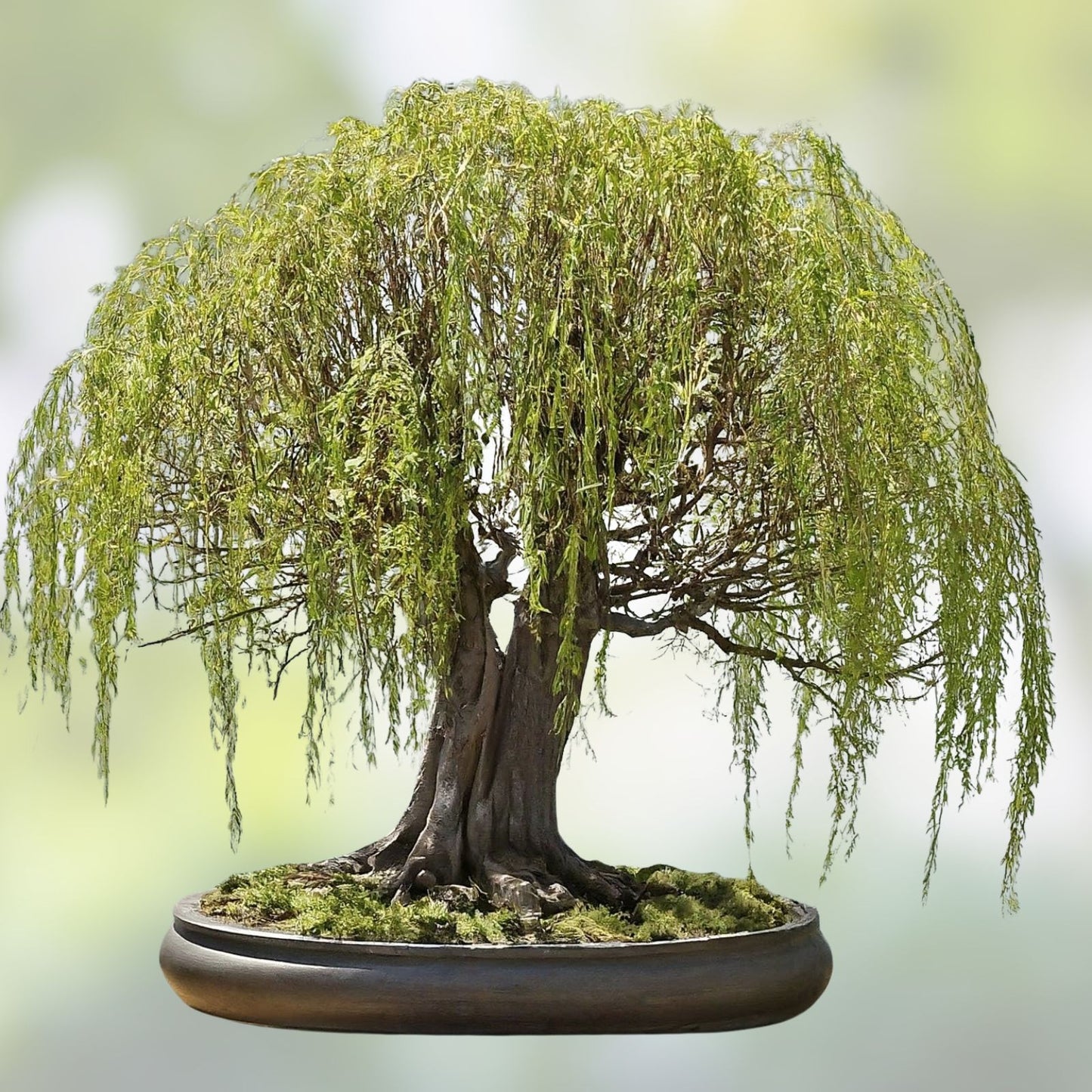 Willow Bonsai Bundle - 9 Exotic Rare Varieties - Salix spp. - Live Indoor Outdoor Tree Collection