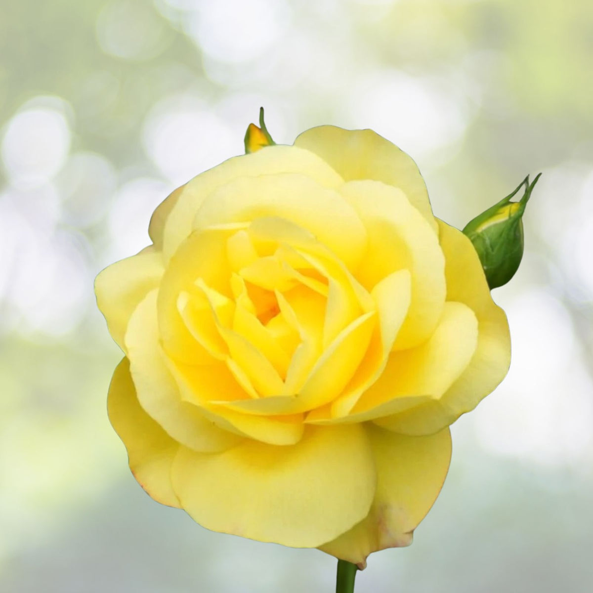 Bright Yellow Fragrant Rose Cuttings - 6-Inch Logs - Rosa spp - No Roots, Perfect for Gardening and Propagation