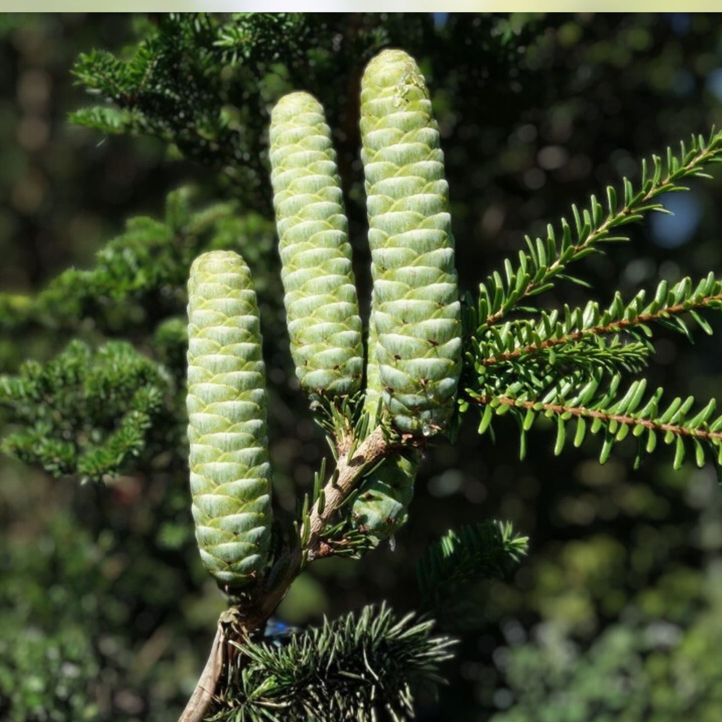 Fortune's Keteleeria Tree Seeds 30 Pack - Keteleeria fortunei Evergreen Conifer for Planting, Ornamental Garden Tree