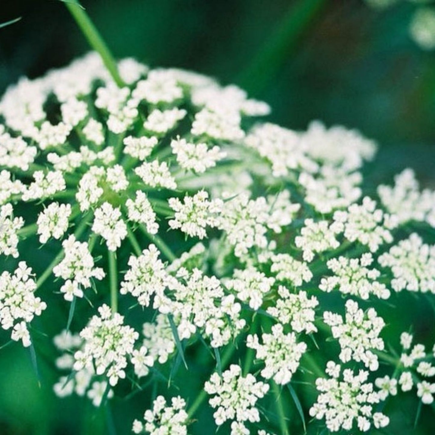 Caraway Herb Seeds 500 Count Culinary Herb for Planting and Cooking Carum carvi