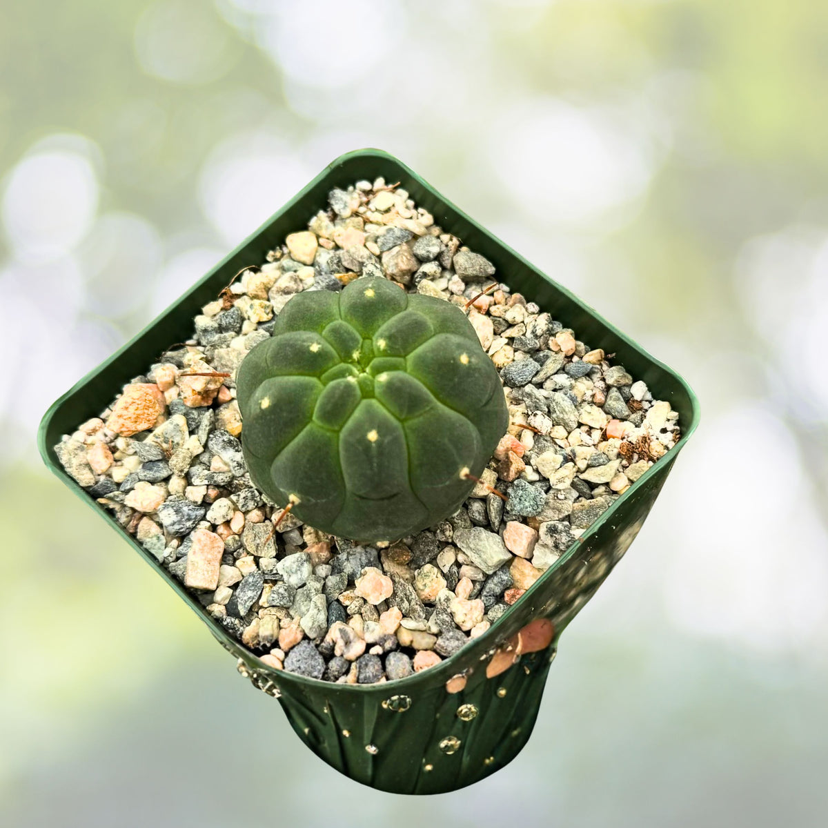 Matucana Cactus - 3" Live Plant - Rare White Flowering - Matucana madisoniorum