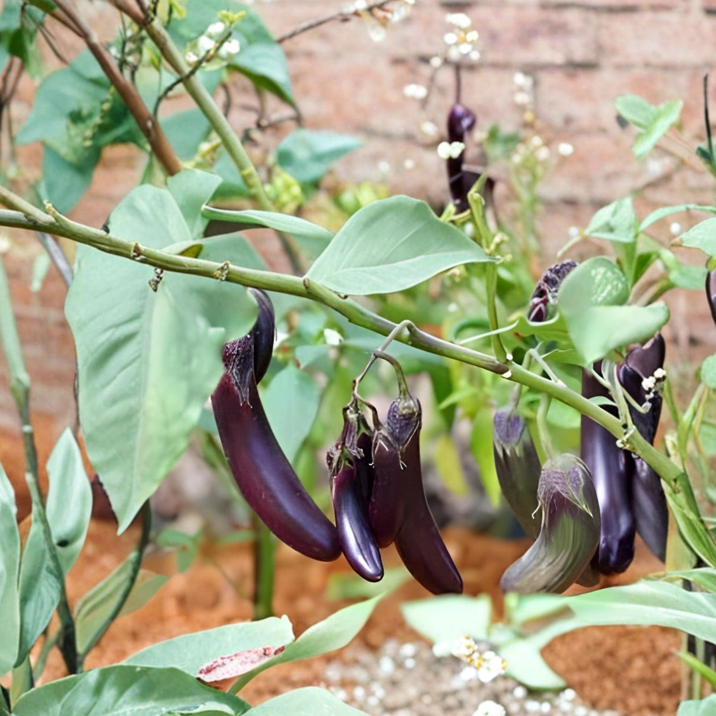 Eggplant Seeds 250 Count Long Purple Variety for Planting | Solanum melongena | Vegetable Seeds