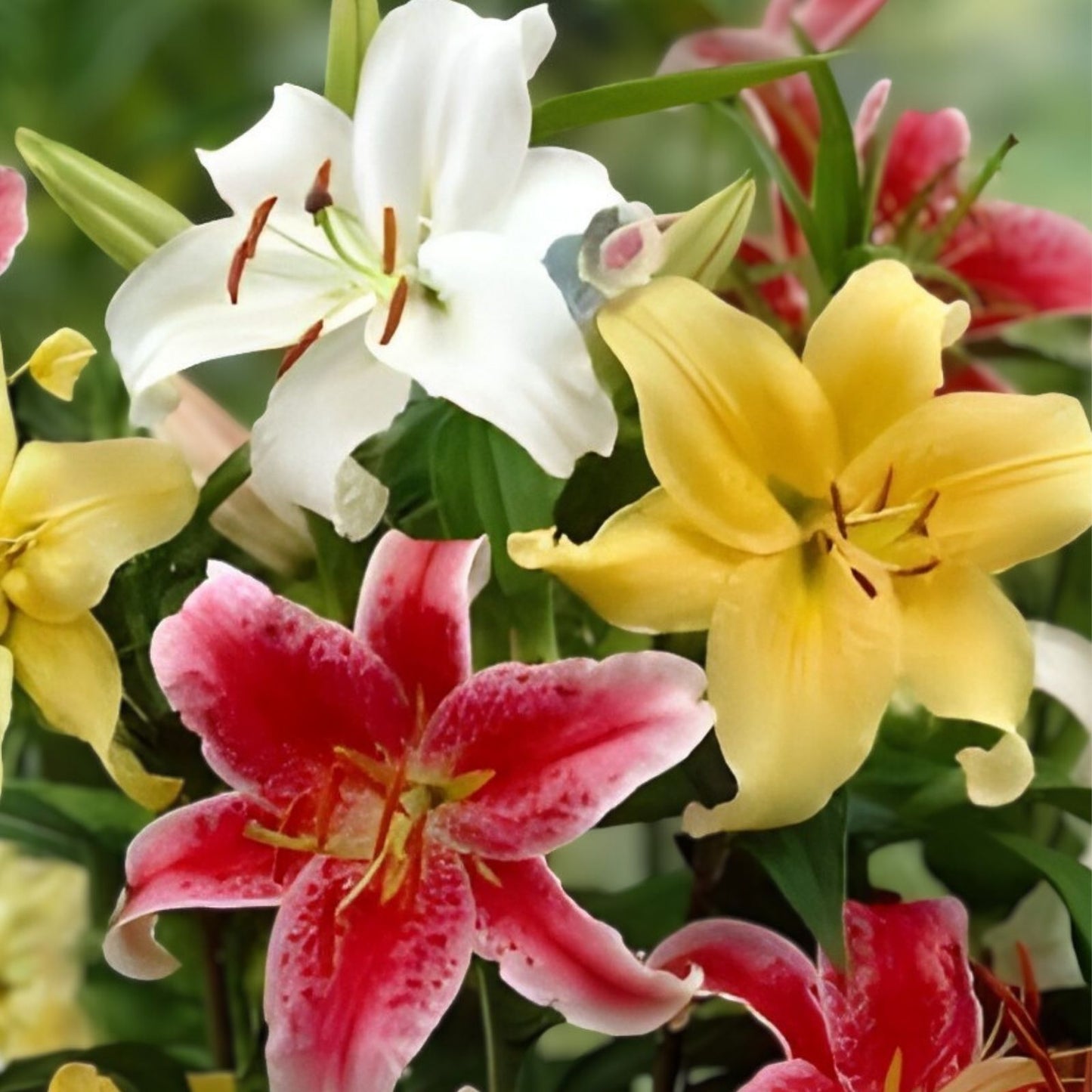 Heliconia Seeds for Planting - 10 Seeds - Heliconia champneana - Tropical Banana Plant - Ornamental Flowering Plant