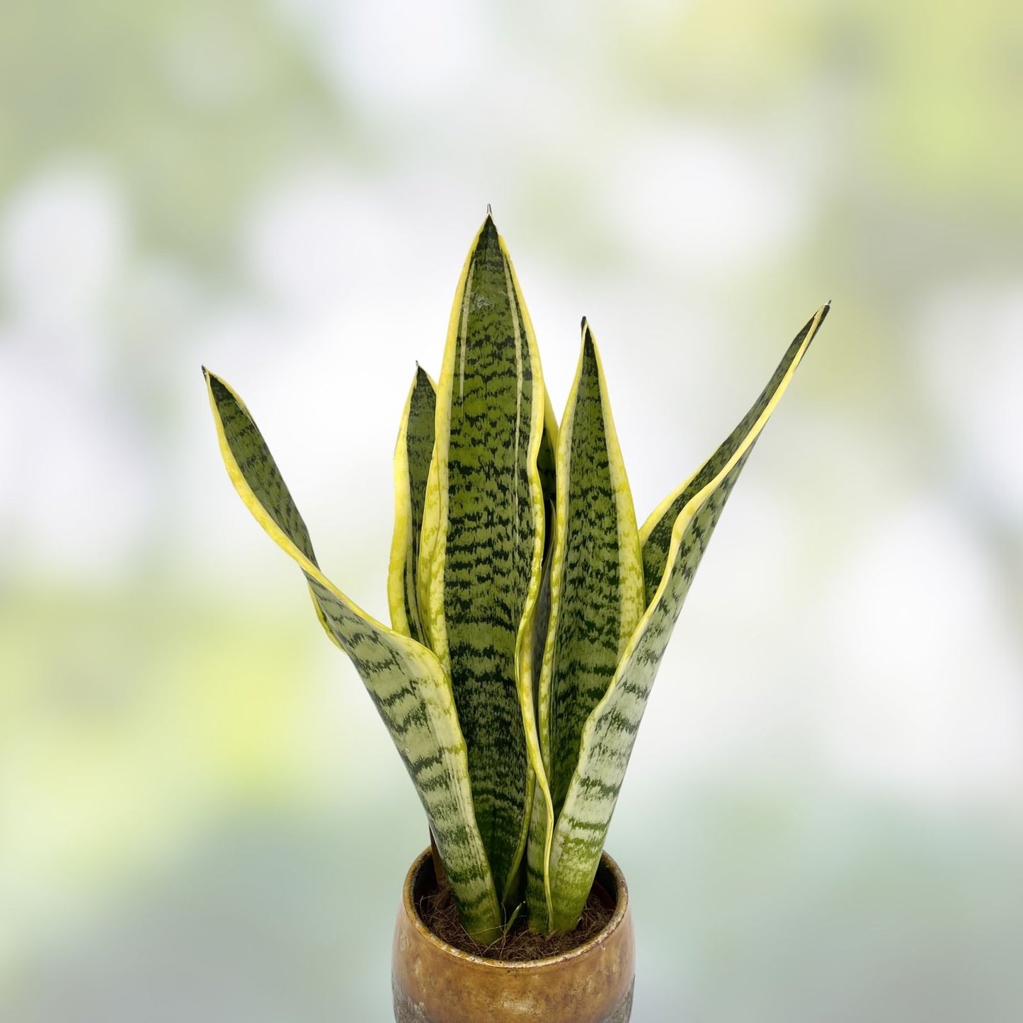 Sansevieria Plant - Well Rooted Mother-in-Law's Tongue - Sansevieria trifasciata - Indoor Houseplant, Low Maintenance, Air Purifying