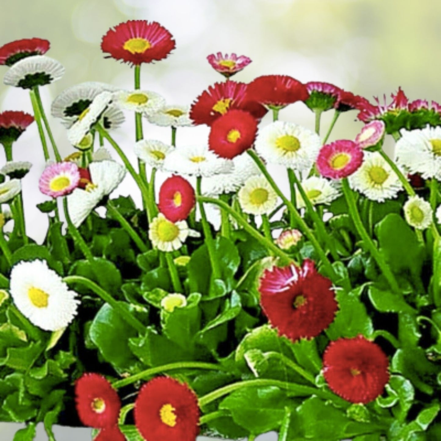 Bellis Perennis Super Enorma Flower Seeds - 200 Mixed English Daisy Seeds | Medicinal Plant