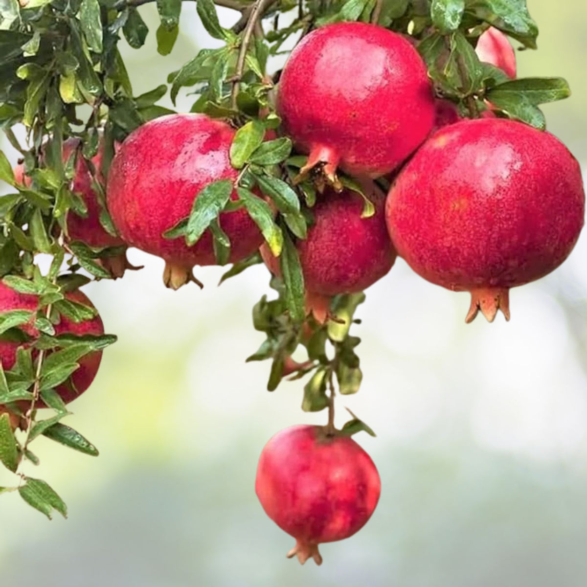 Red-Pomegranate-Tree-Live-Plant-8-to-10-Inch-Punica-granatum-Potted-Pomegranate-in-4-Inch-Pot