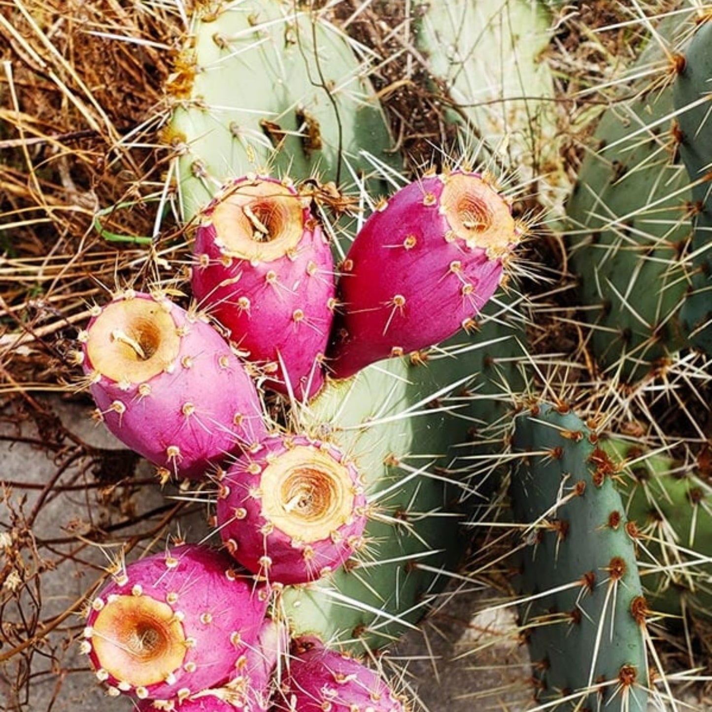 Plains Prickly Pear Cactus Cutting, Cold Hardy, Drought-Tolerant Succulent, Opuntia polyacantha, Garden Plant