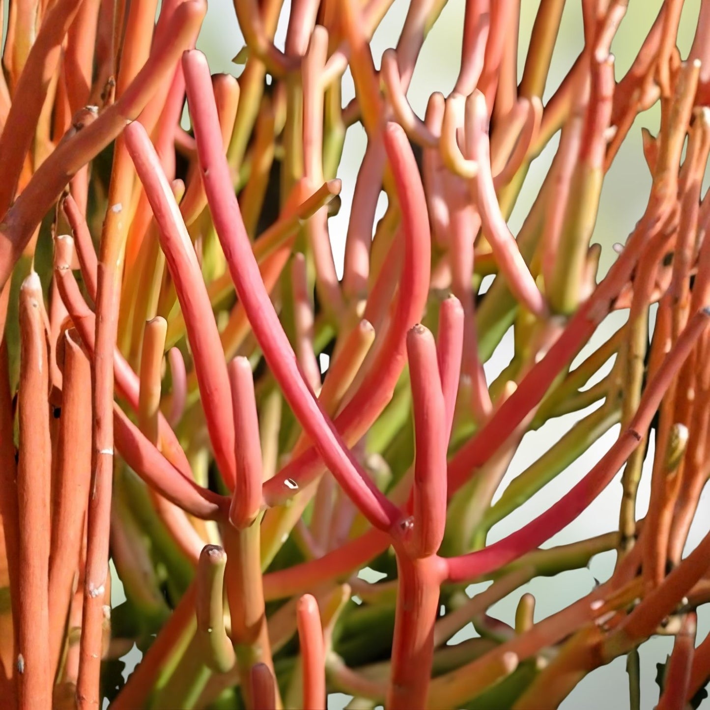 Fire Sticks Cuttings - Euphorbia Tirucalli Pencil Cactus Succulent - 10 Fresh Propagation Cuttings