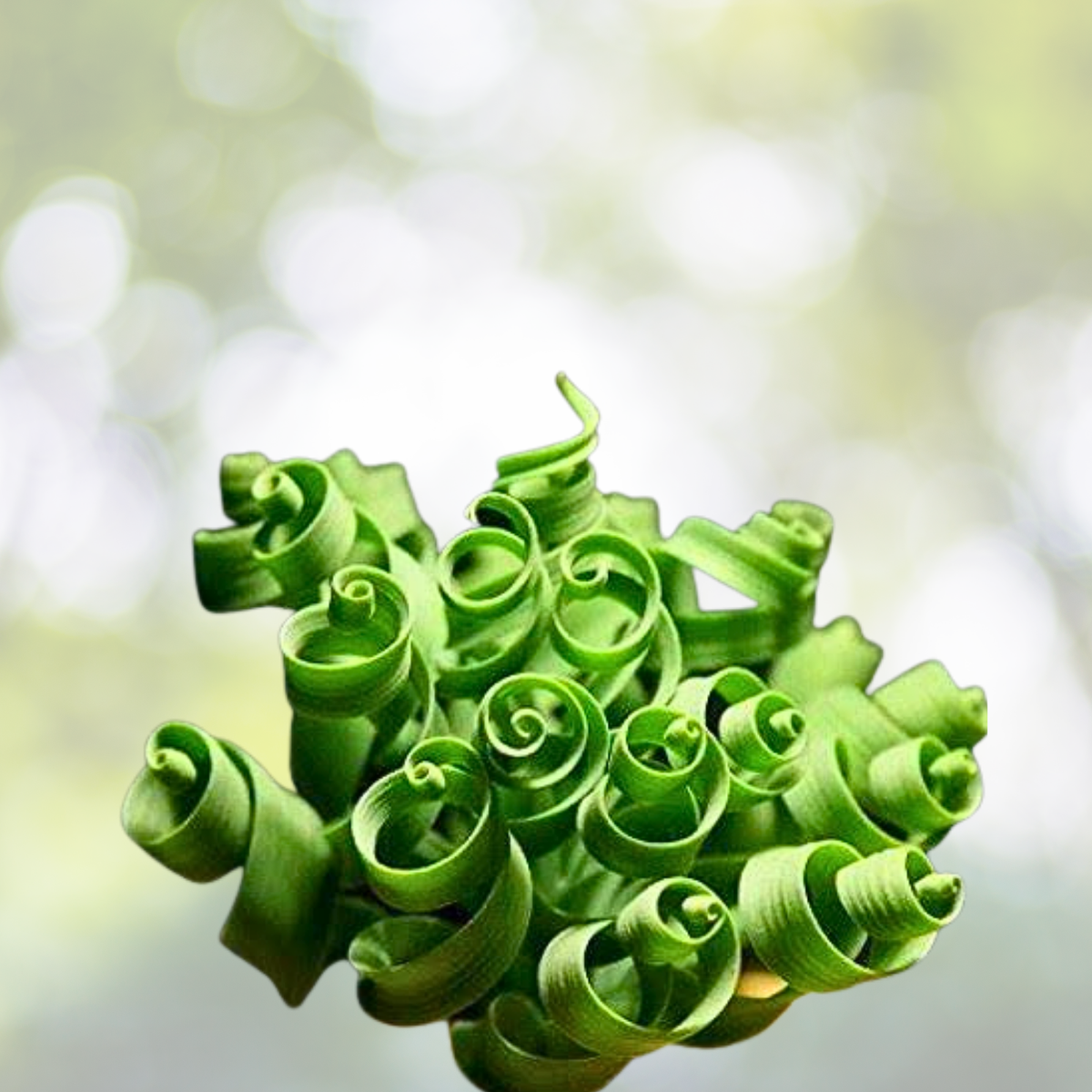 200PCS Spiral Grass Seeds - Green Succulents for DIY Bonsai and Potted Flowers - Ideal for Home Gardening