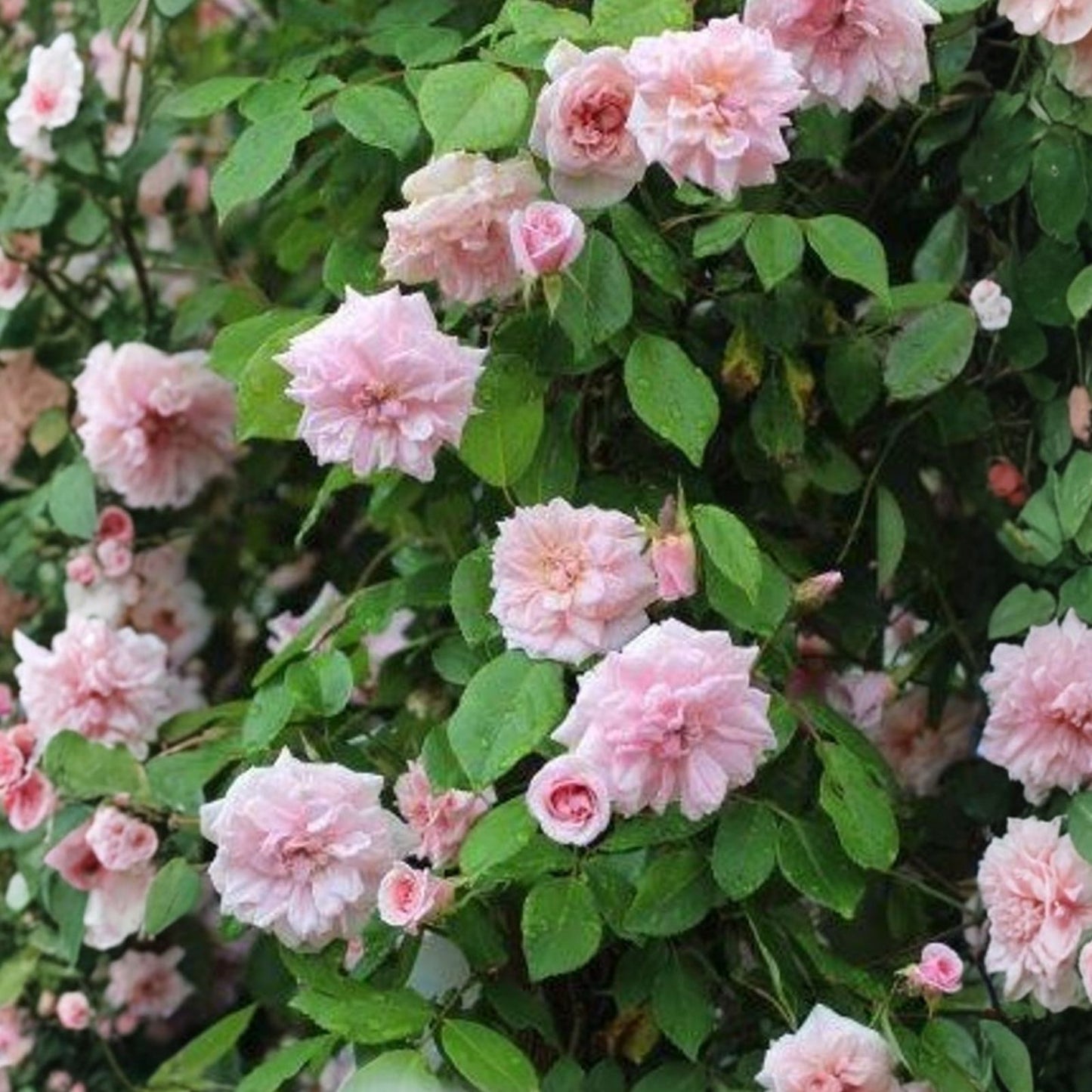 Heirloom Rose Cuttings – 16 Premium Cecile Brunner – Fragrant Bush Roses – Rosa 'Cecile Brunner'